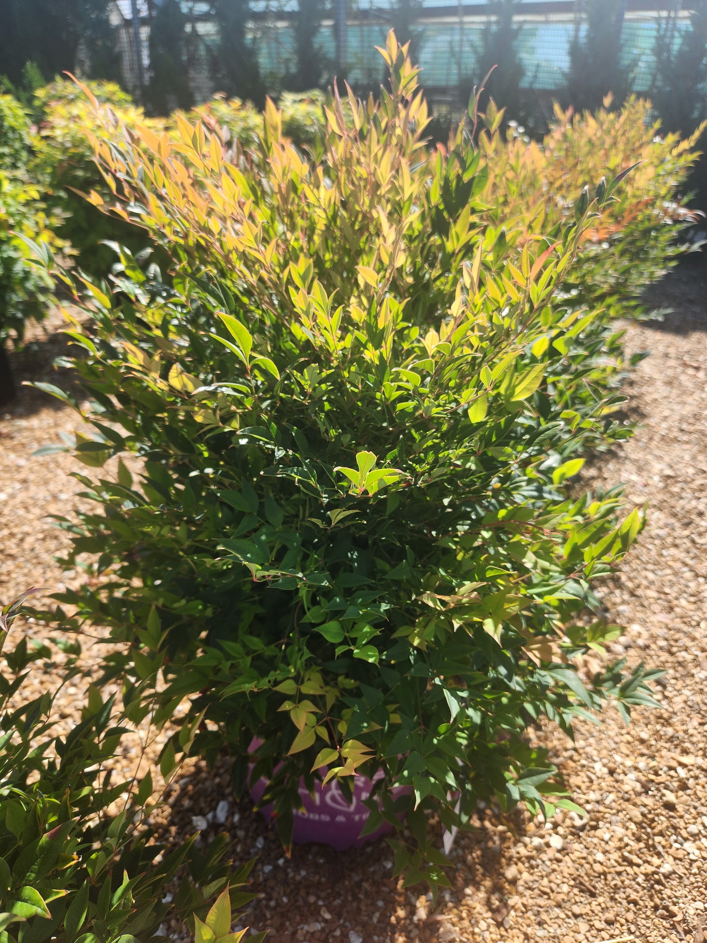 Heavenly Bamboo 'Cool Glow Pomegranate' (Nandina)