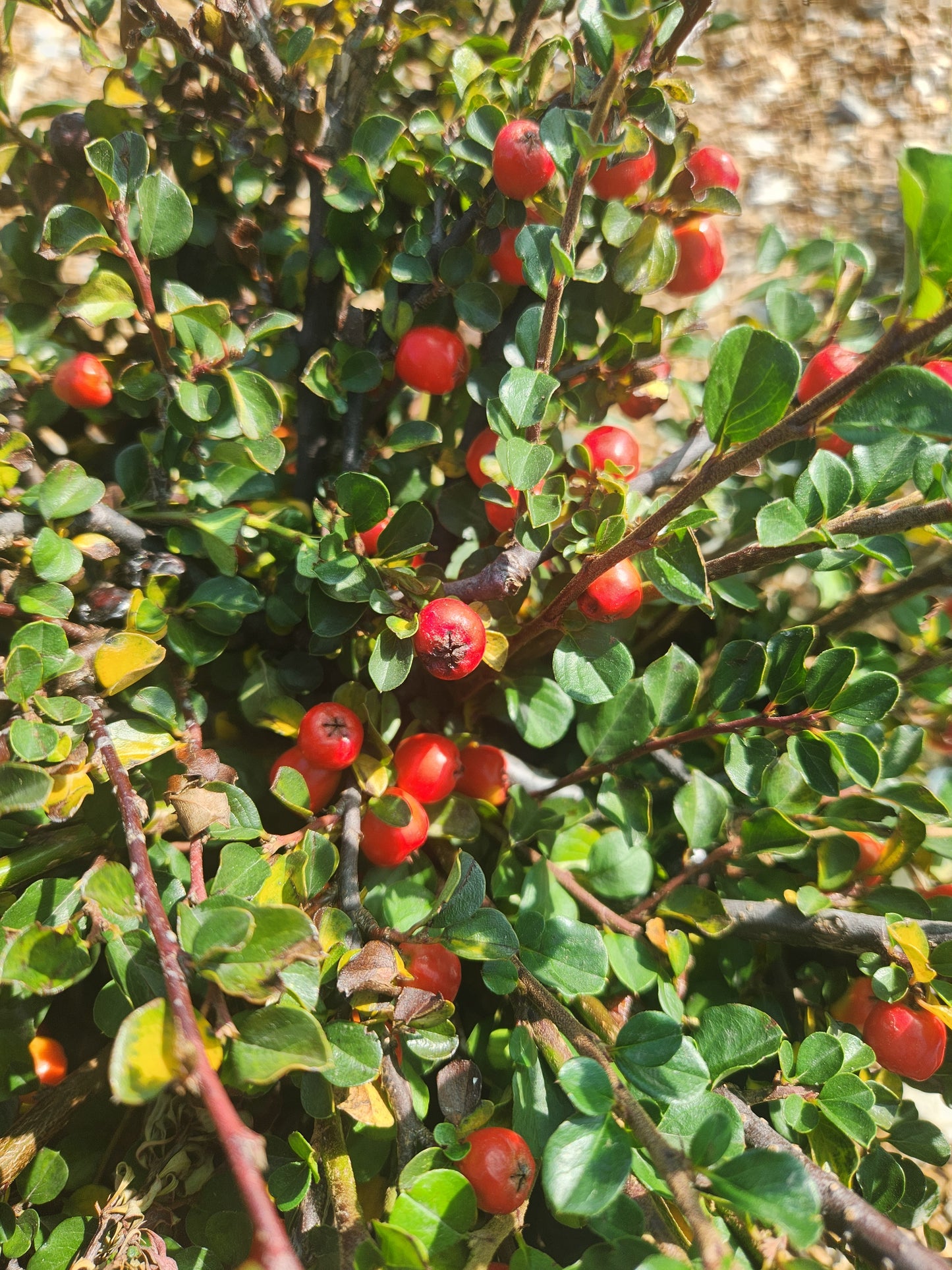 Cotoneaster, Cranberry (Cotoneaster)
