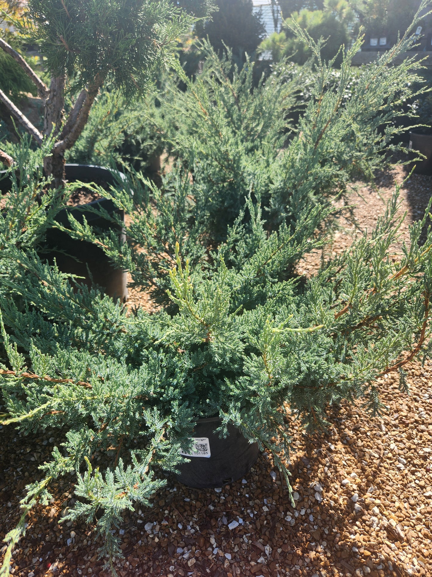 Juniper, Singleseed 'Holger' (Juniperus)
