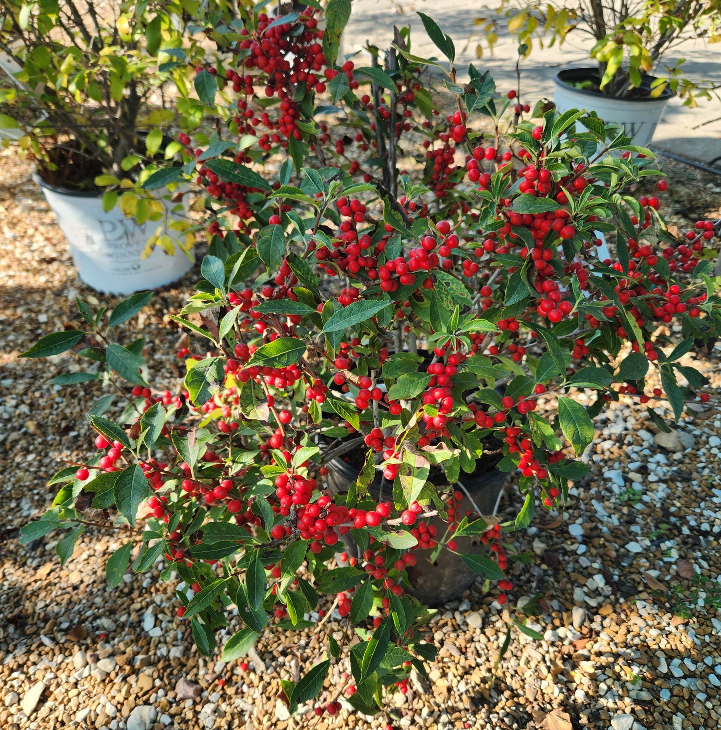 Winterberry, Female 'Berry Poppins' (Ilex)