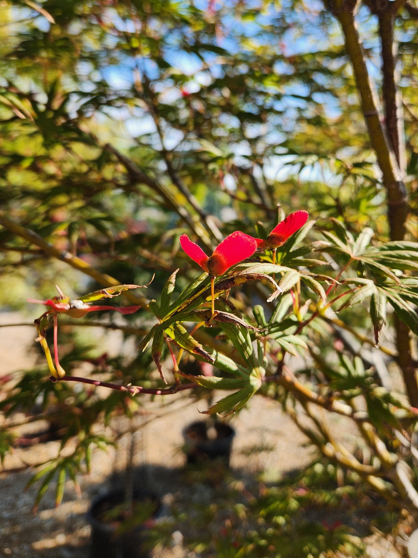 Maple, Japanese Upright 'Trompenburg' (Acer)