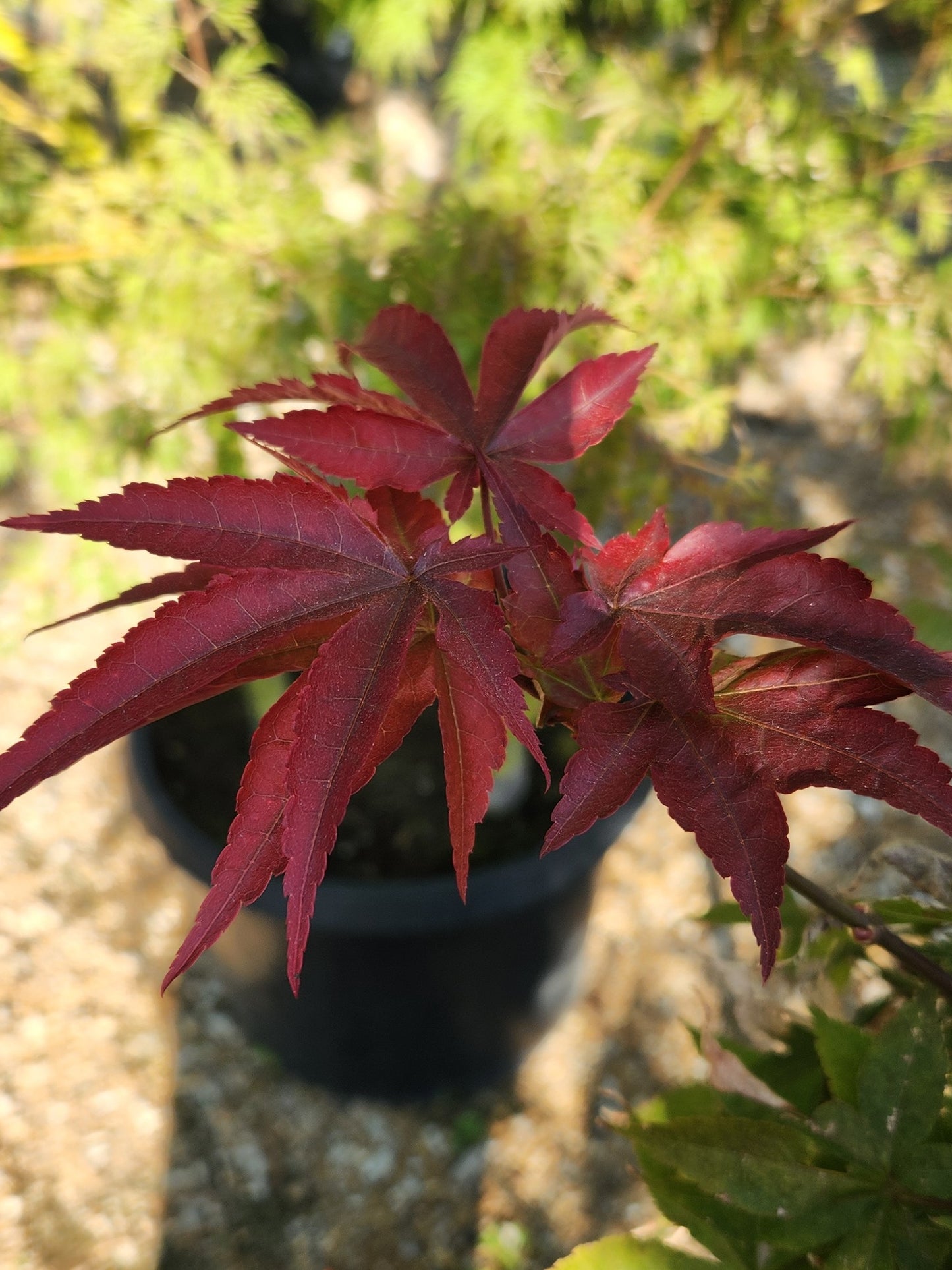 Maple, Japanese Upright, Dwarf 'Rhode Island Red' (Acer)