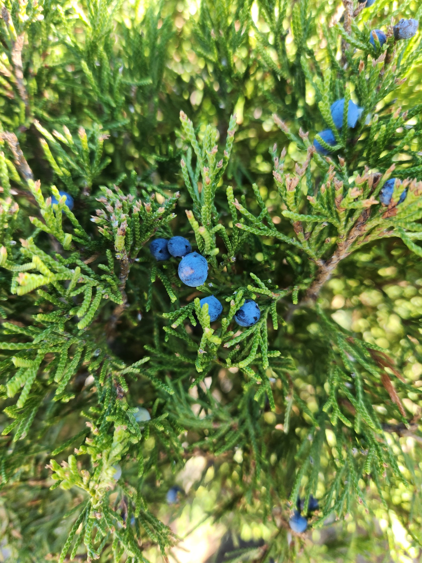 Juniper, Chinese Columnar 'Spartan' (Juniperus) 2-Tier