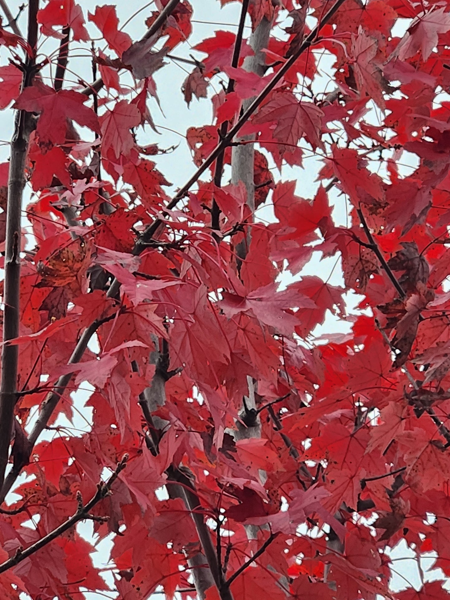 Maple, Red 'Redpointe' (Acer)