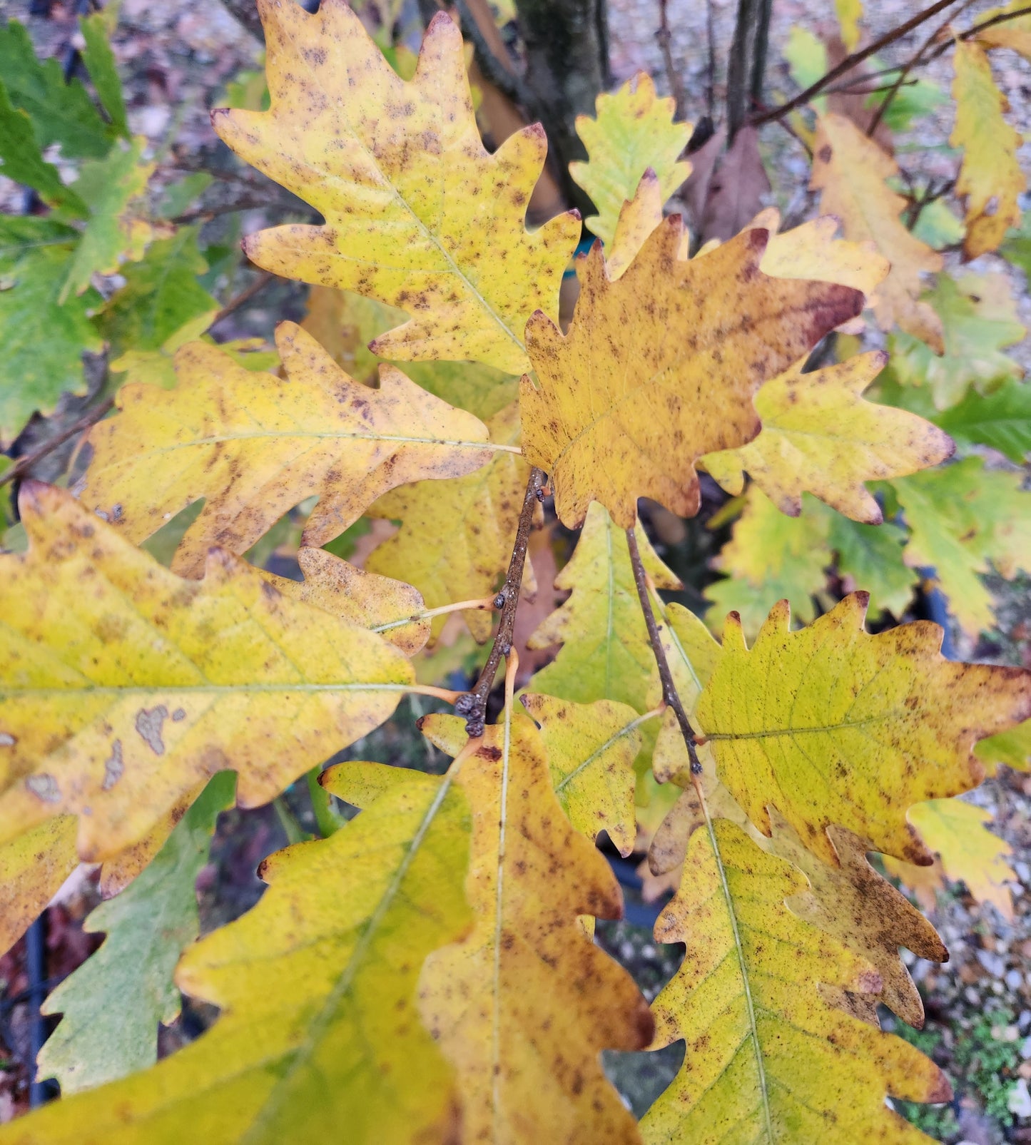 Oak, White English Cross Column 'Kindred Spirit' (Quercus)
