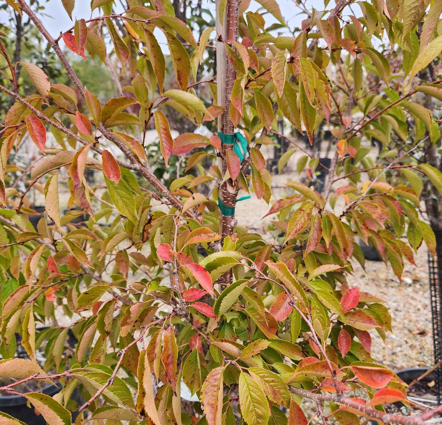 Cherry, Higan 'Autumnalis' (Prunus)
