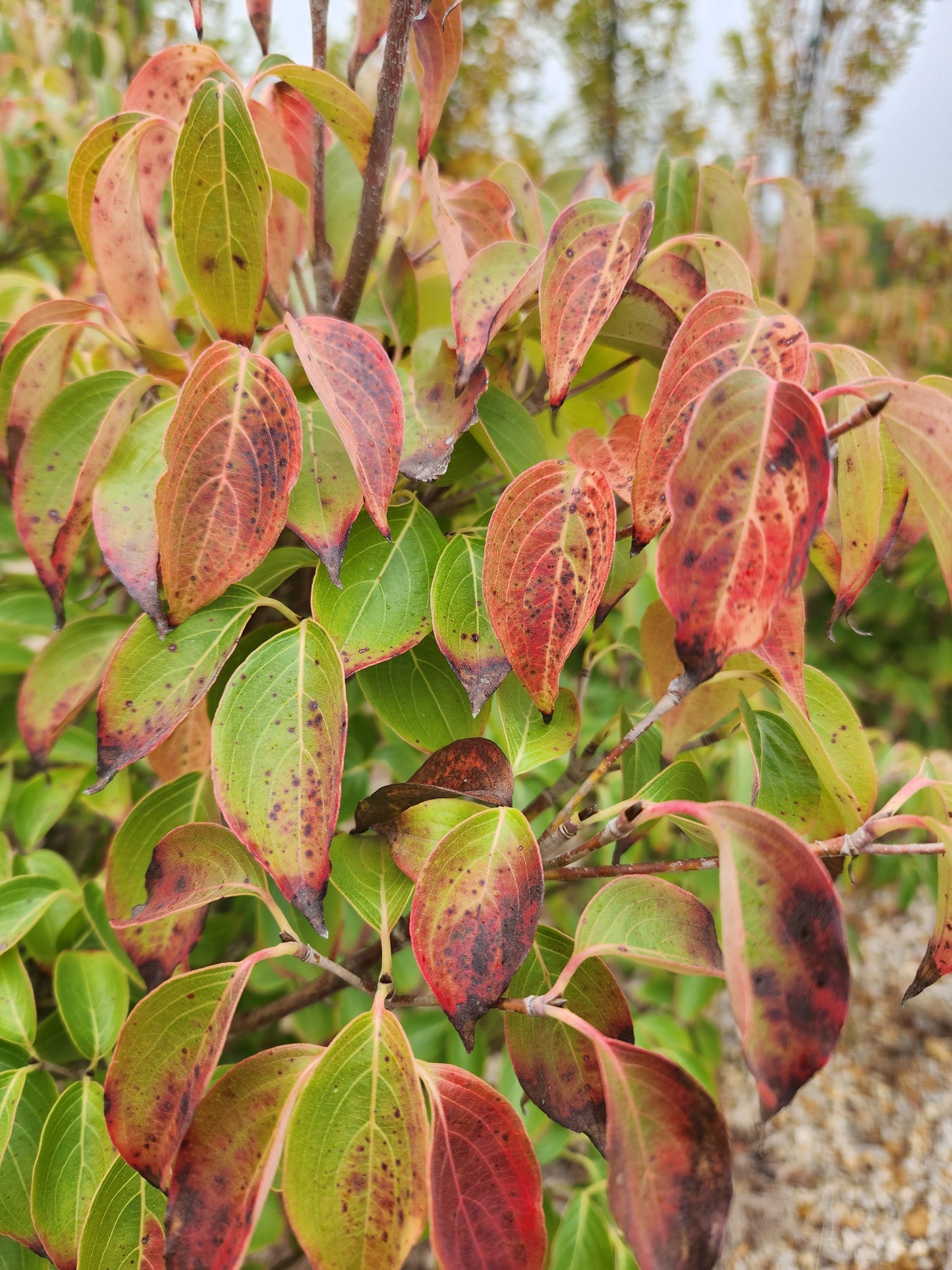 Dogwood, Oriental Dwarf 'Little Poncho' (Cornus kousa)