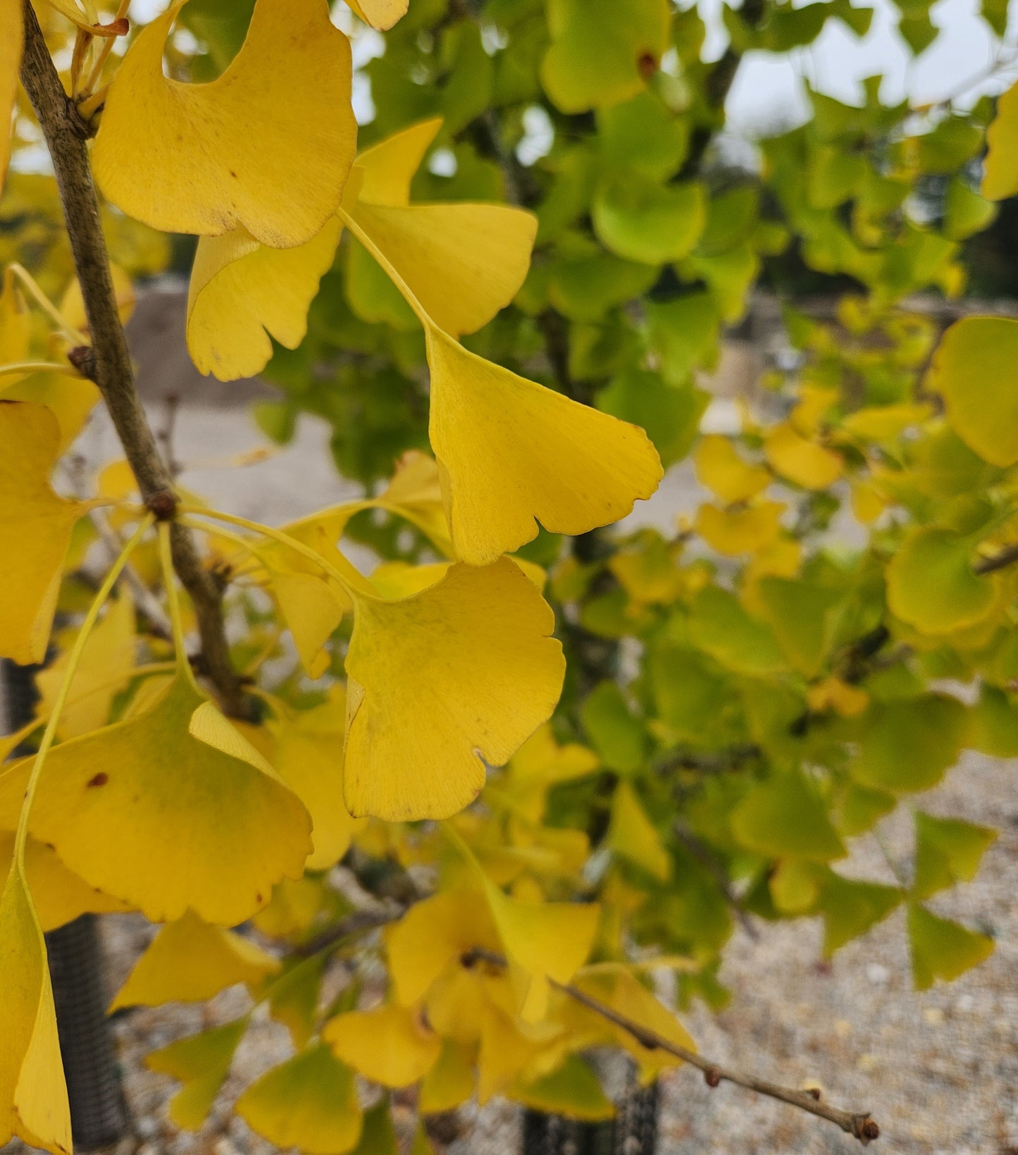 Maidenhair Tree, Male 'Presidential Gold' (Ginkgo)