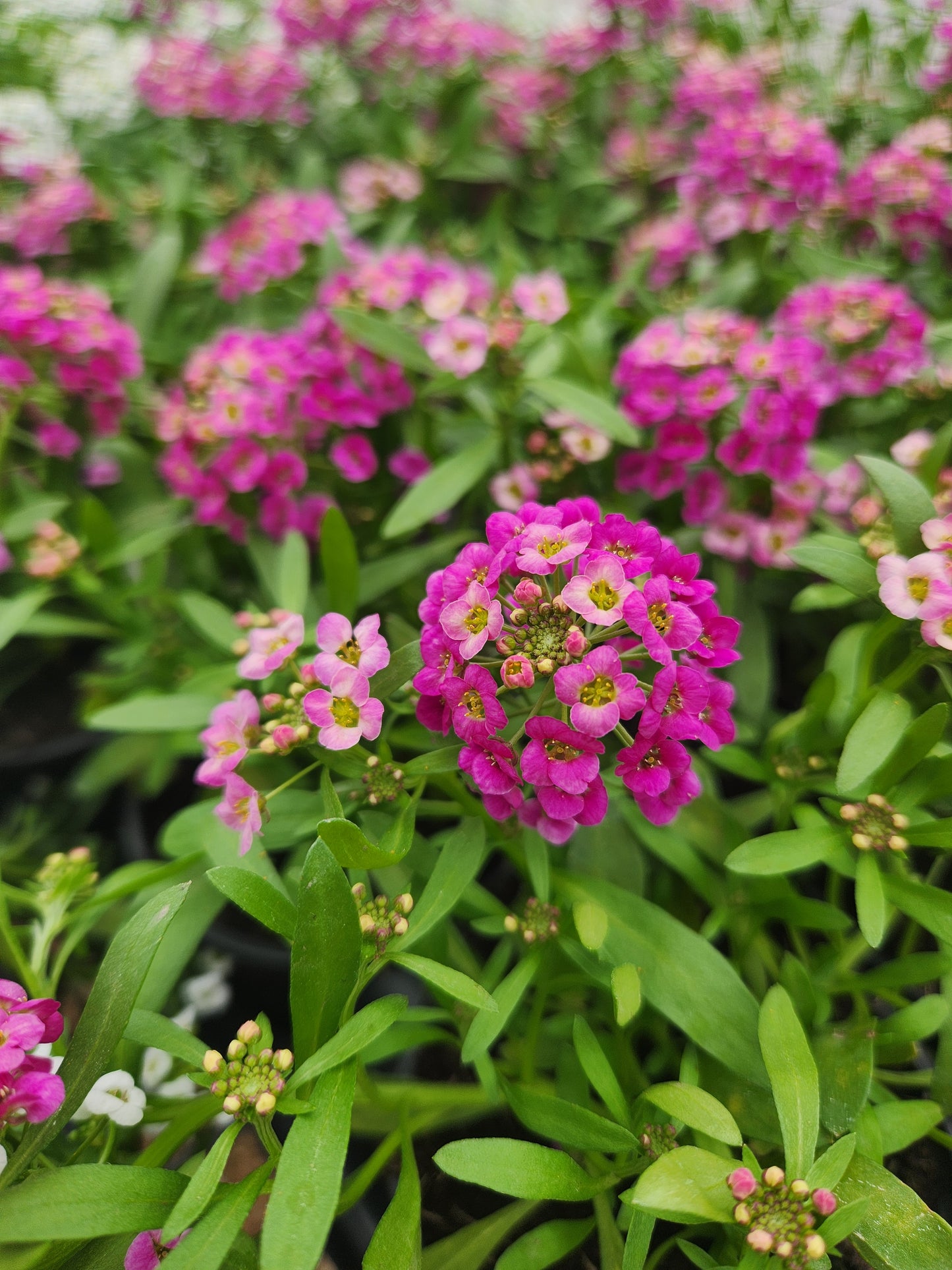 Alyssum, Sweet (Lobularia)