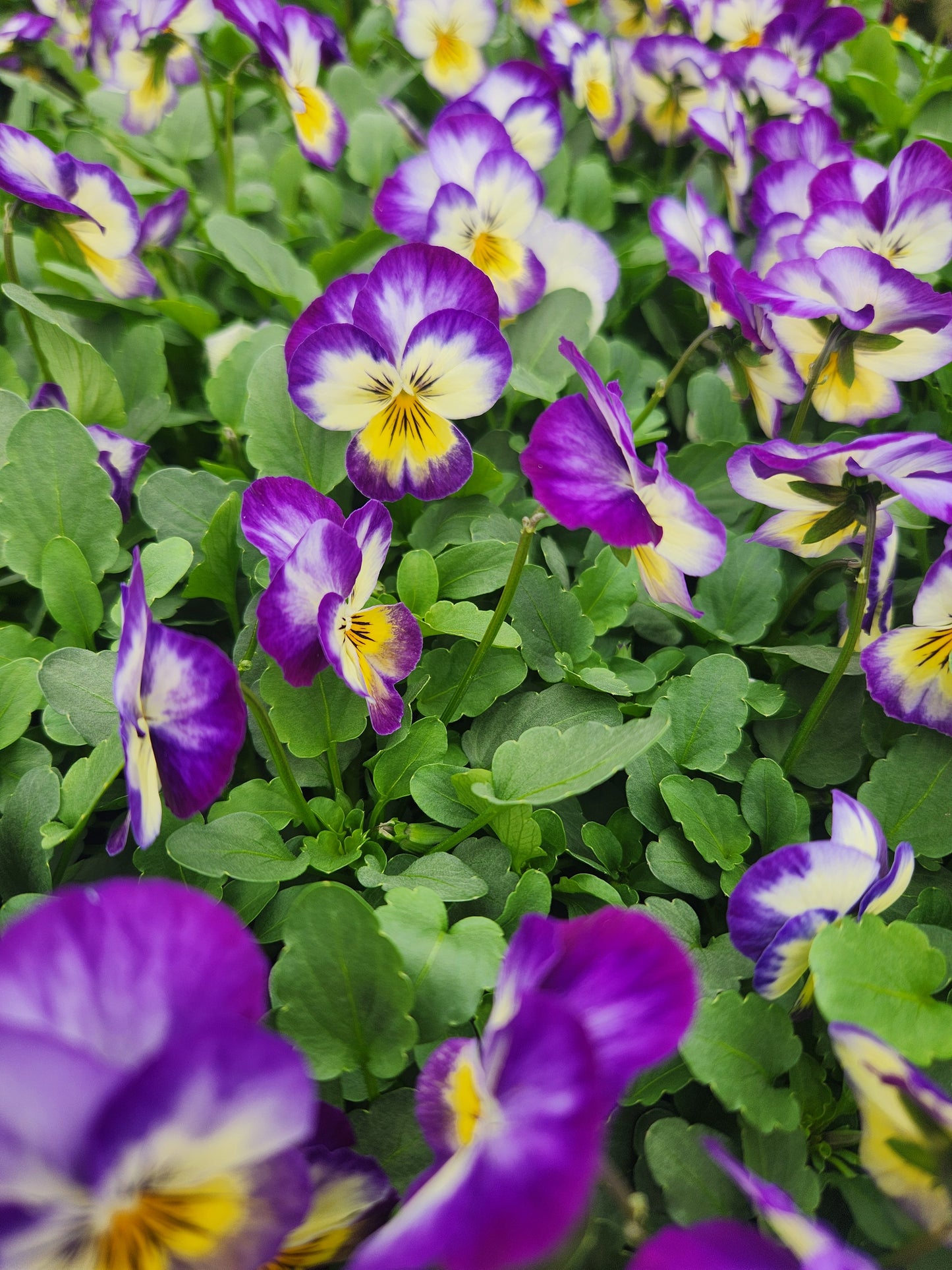 Pansy, Johnny Jump-Ups / Horned Violets (Viola)