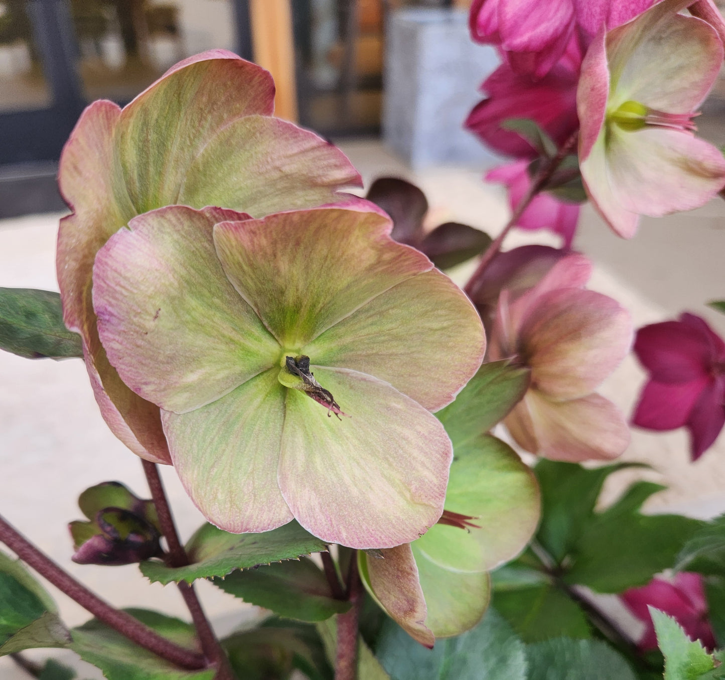 Lenten Rose 'Ice N' Roses Bianco' (Helleborus)