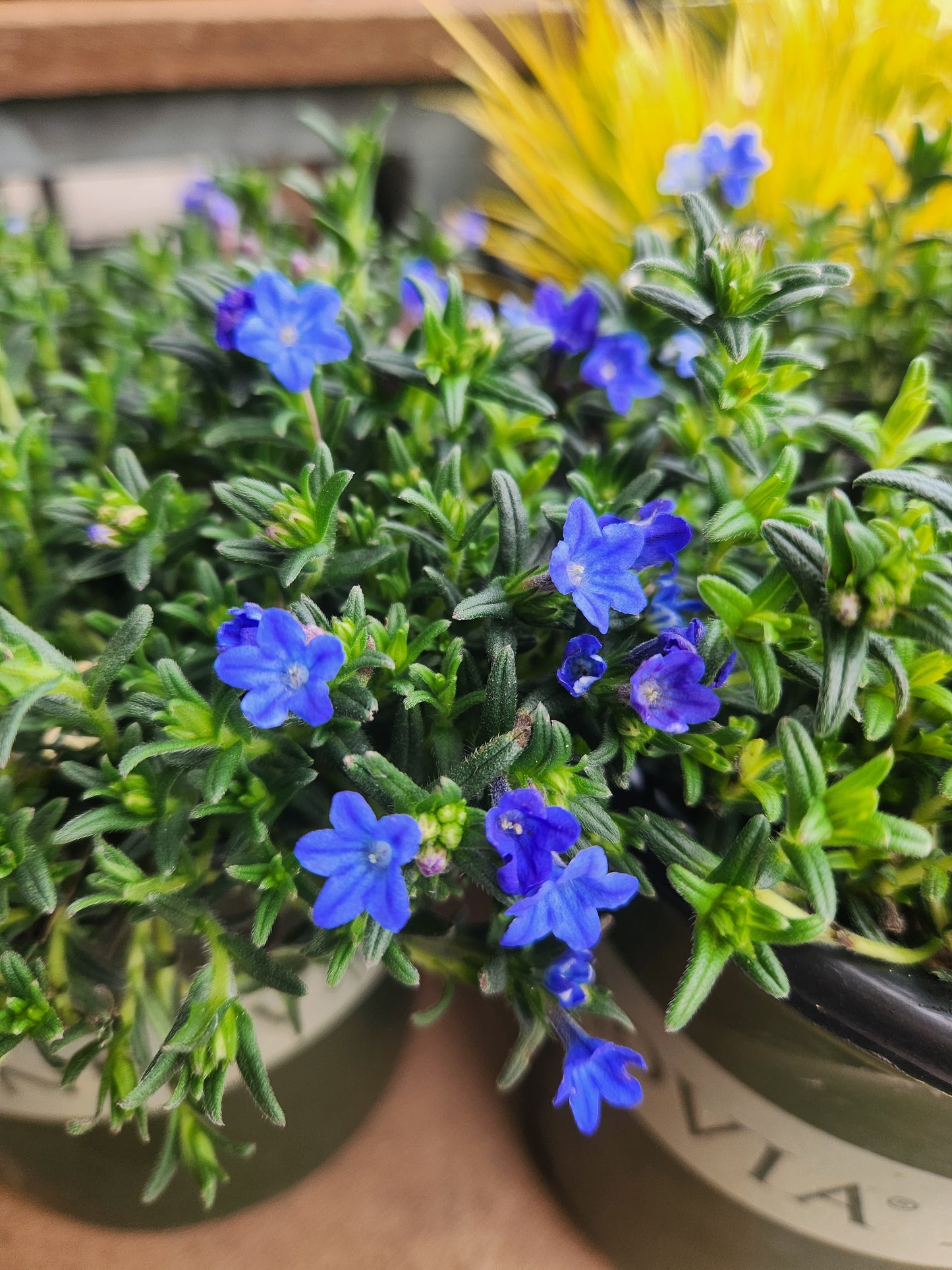 Lithospermum 'Grace Ward' (Lithodora)