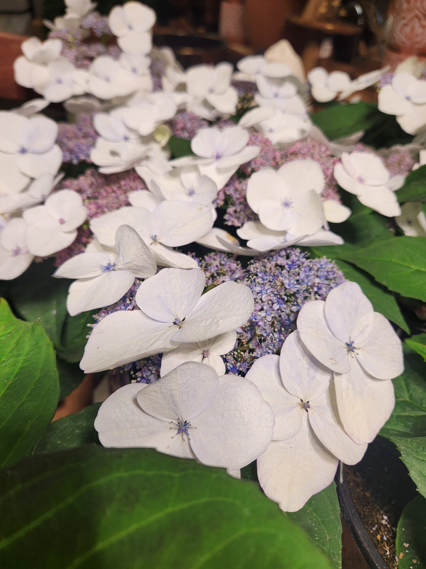 Hydrangea, Big-leaf Lacecap 'Game Changer Picotee' (Hydrangea)