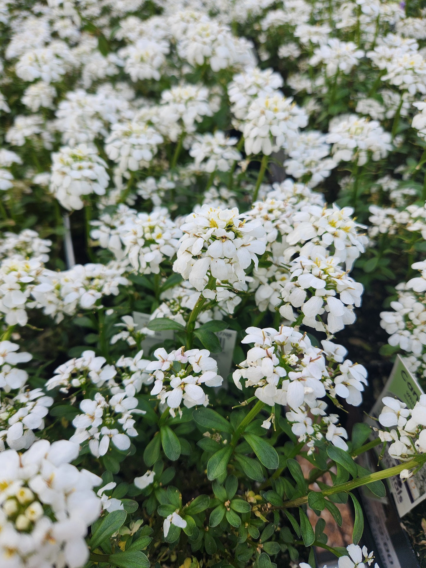 Candytuft 'White Shadow' (Iberis)