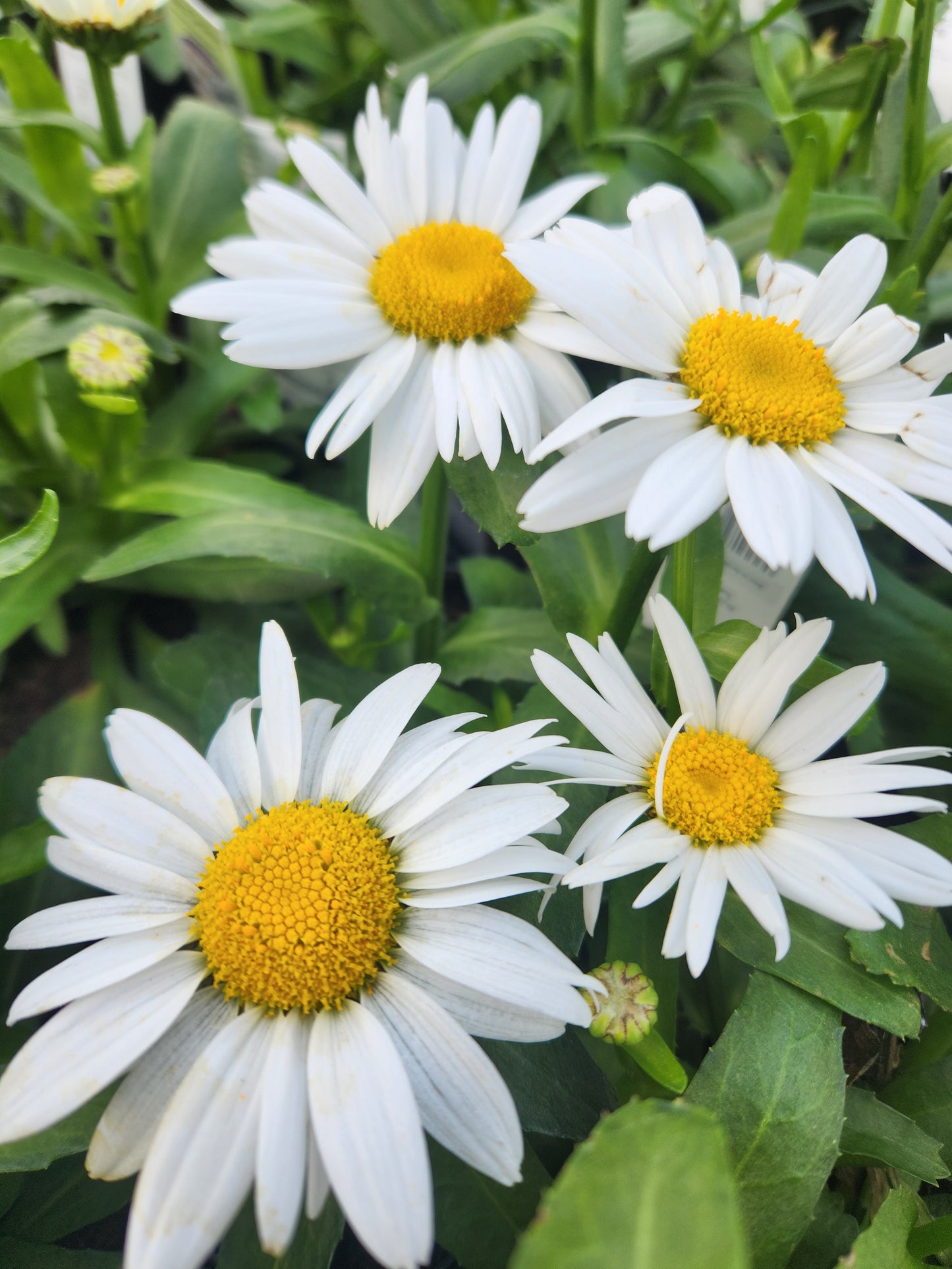 Daisy, Shasta 'White Mountain' (Leucanthemum)