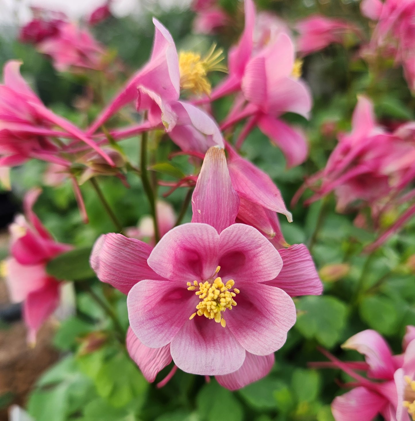 Columbine, Rocky Mountain Kirigami Series (Aquilegia)