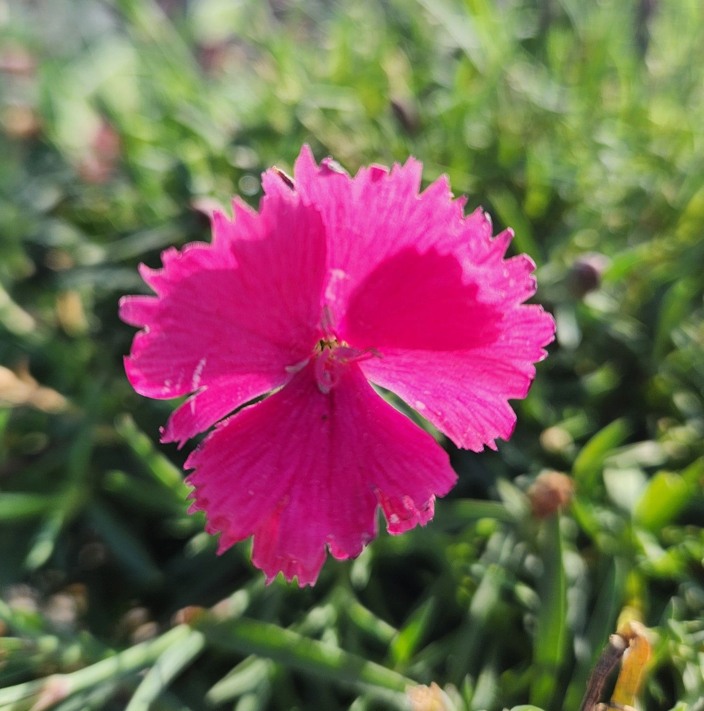 Pinks, Carnation 'Vivid Bright Light' (Dianthus)
