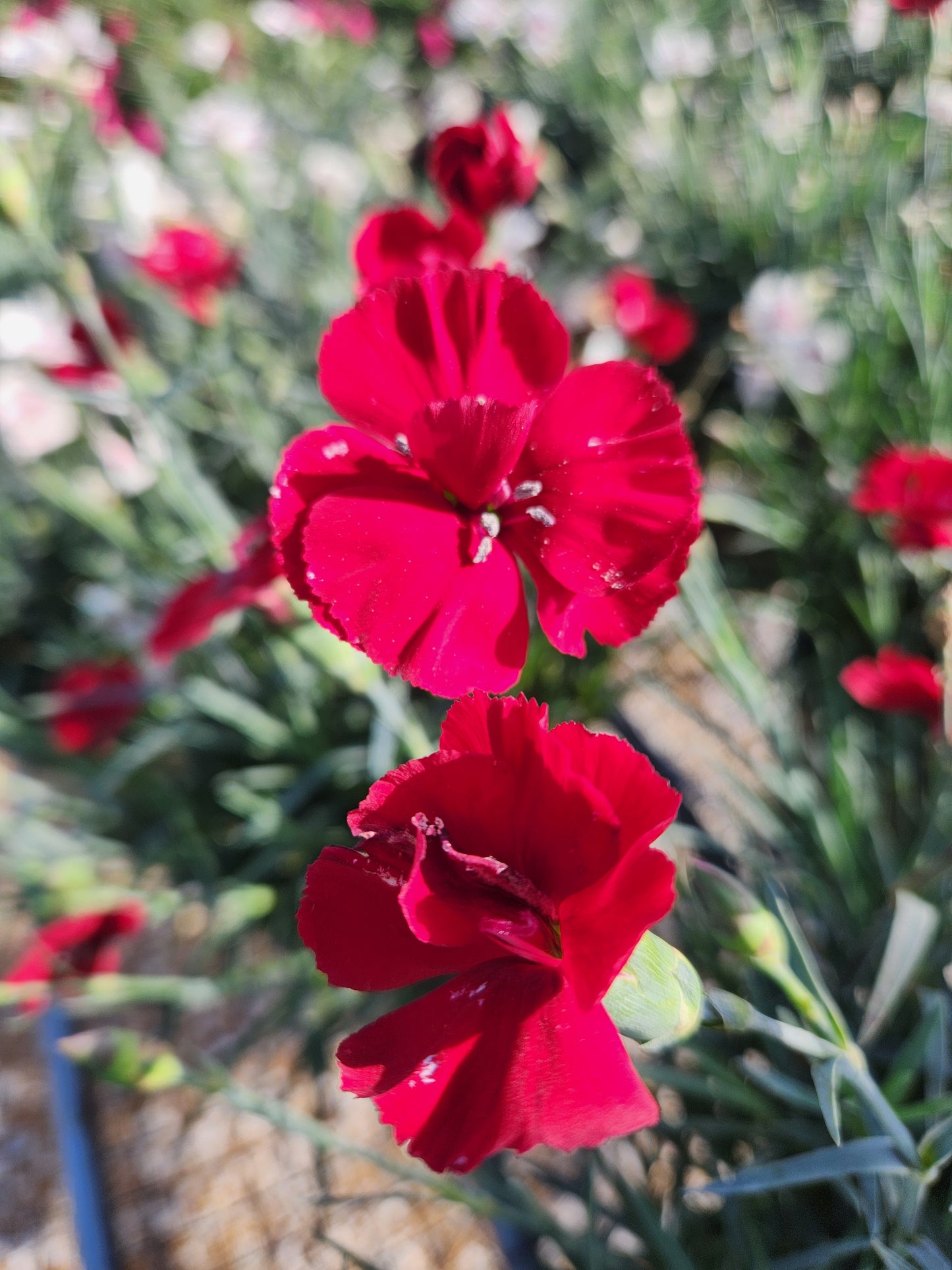 Pinks, Carnation Cheddar 'American Pie Cherry Pie' (Dianthus)