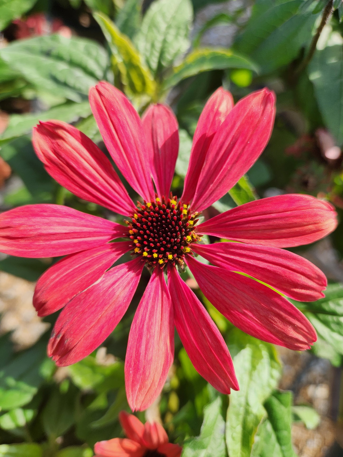 Coneflower, 'Panama Red' (Echinacea)