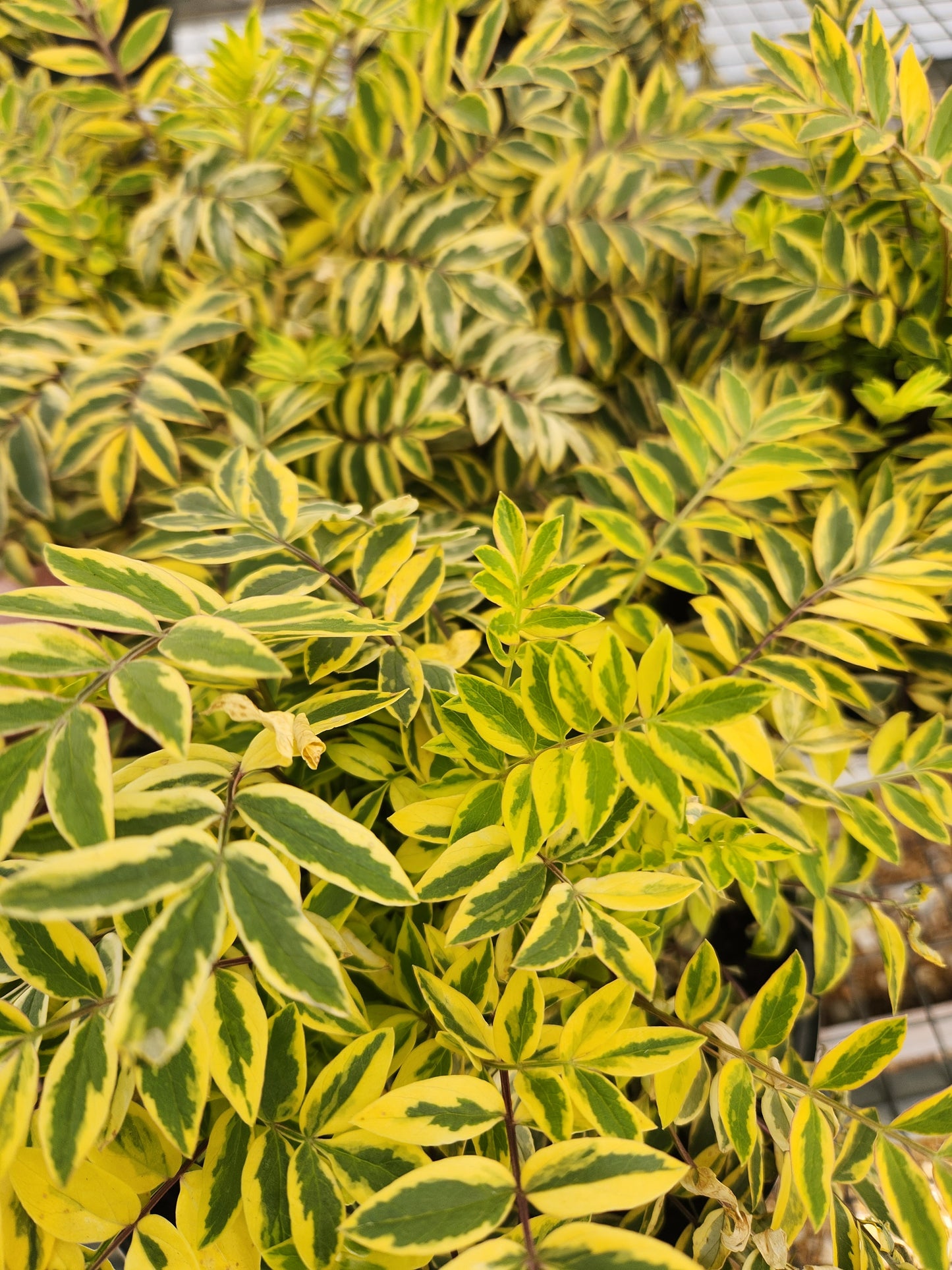 Jacob's Ladder 'Golden Feathers' (Polemonium)