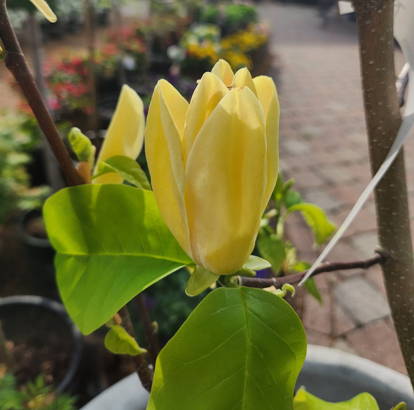 Magnolia, Star 'Gold Star' (Magnolia)