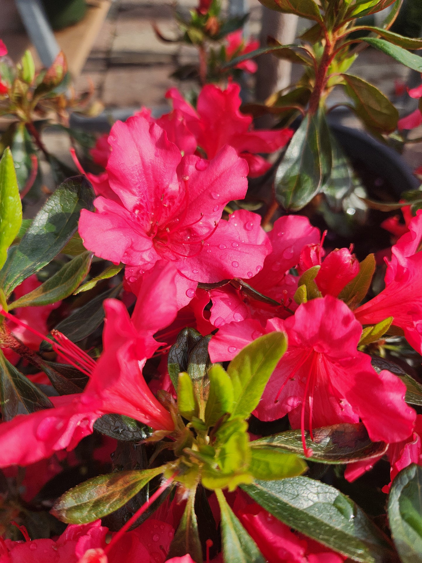 Azalea, Evergreen Girard Hybrid 'Girard's Rose' (Rhododendron)