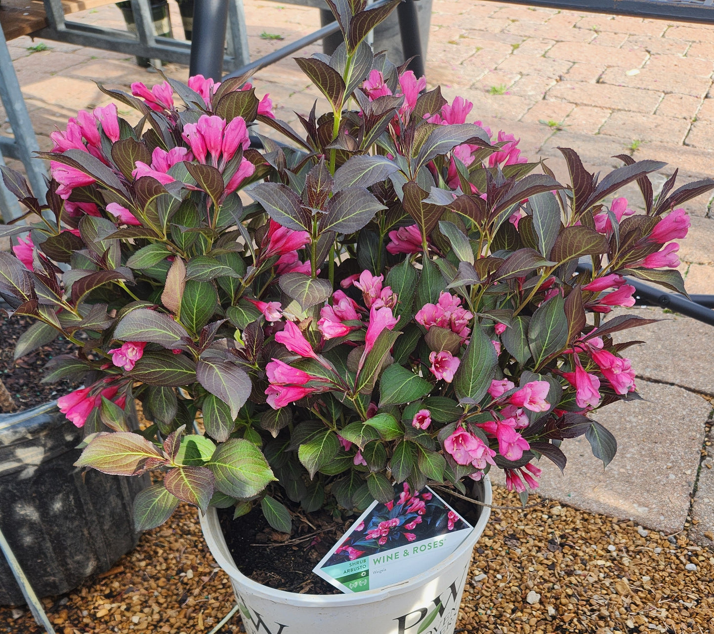 Weigela, Darkleaf 'Wine & Roses' (Weigela)