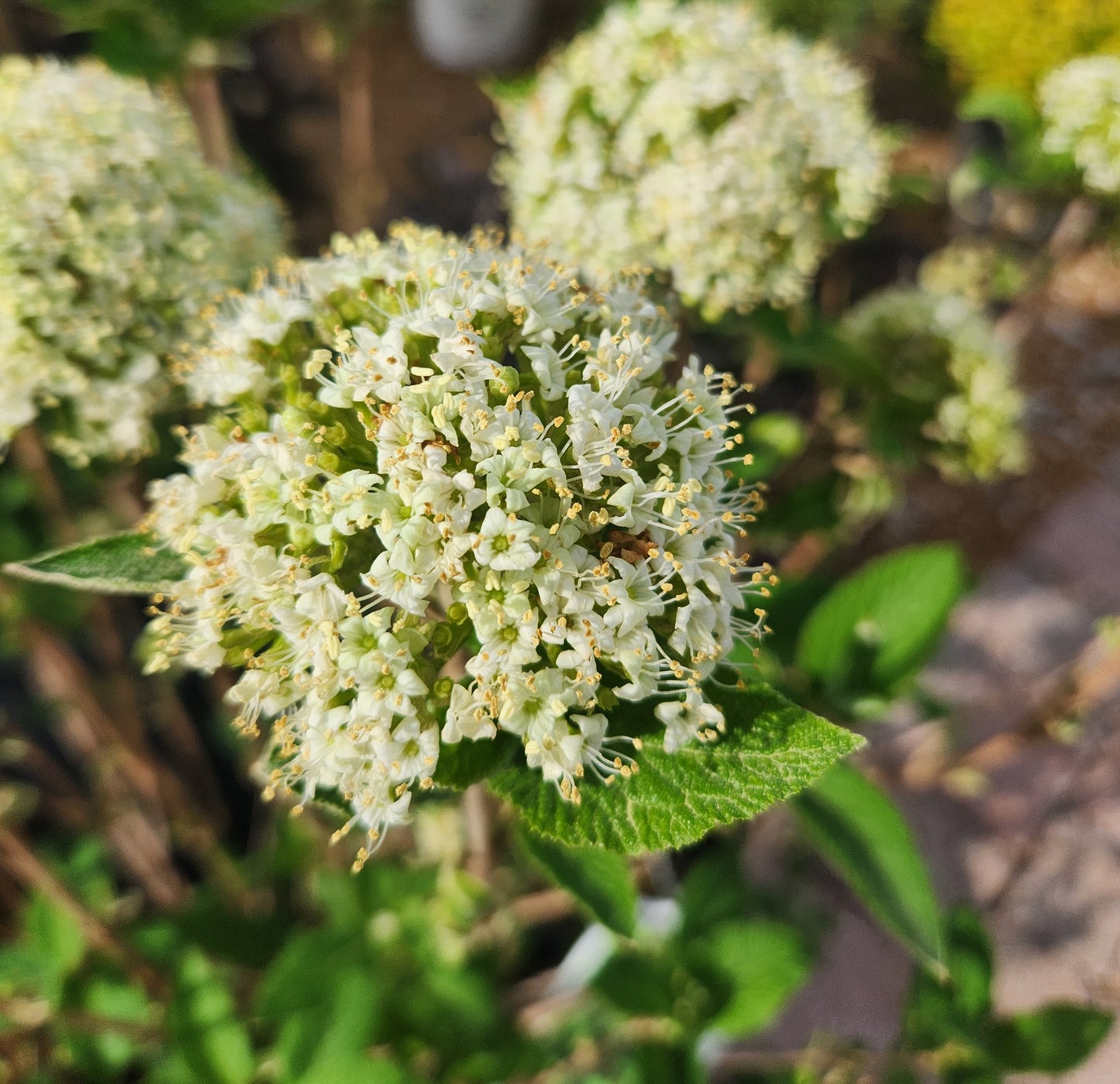 Viburnum, Manchurian Dwarf 'Mini Man' (Viburnum)