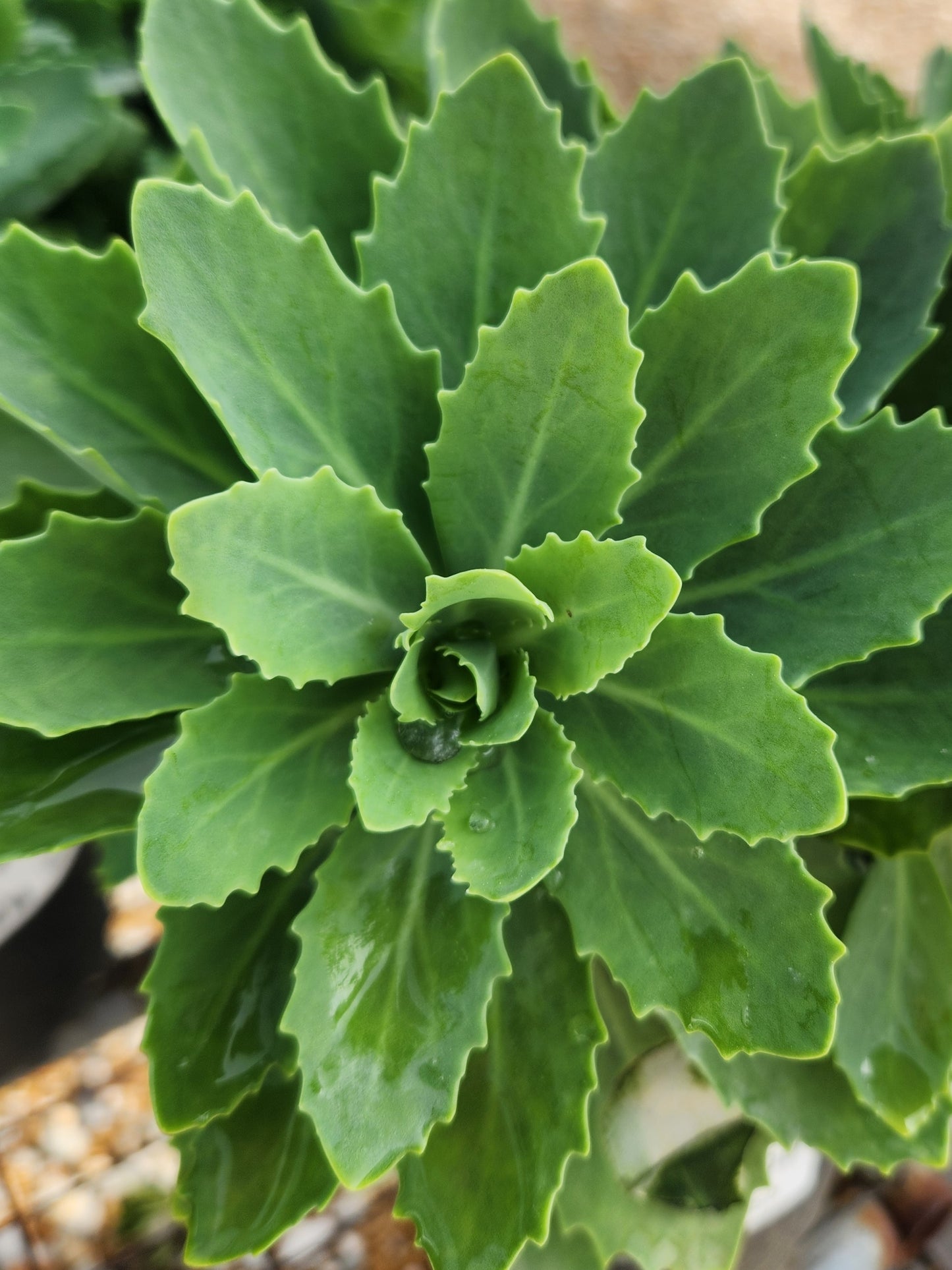 Sedum / Stonecrop / Liveforever / Frog Bellies 'Autumn Fire' (Hylotelephium)
