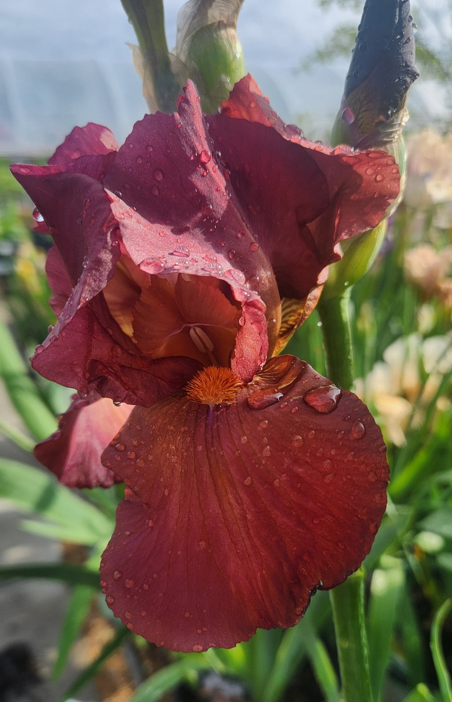 Iris, German Bearded 'My Friend Jonathan' (Iris)