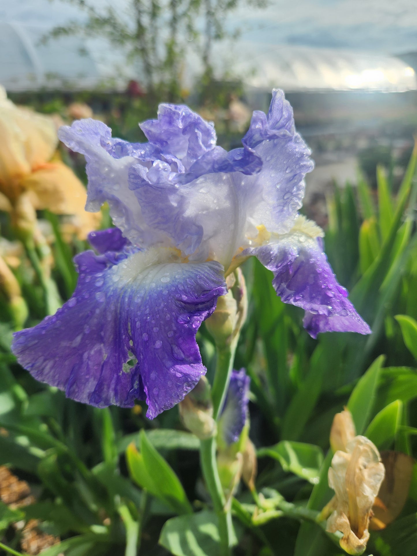 Iris, German Bearded 'Clarence' (Iris)