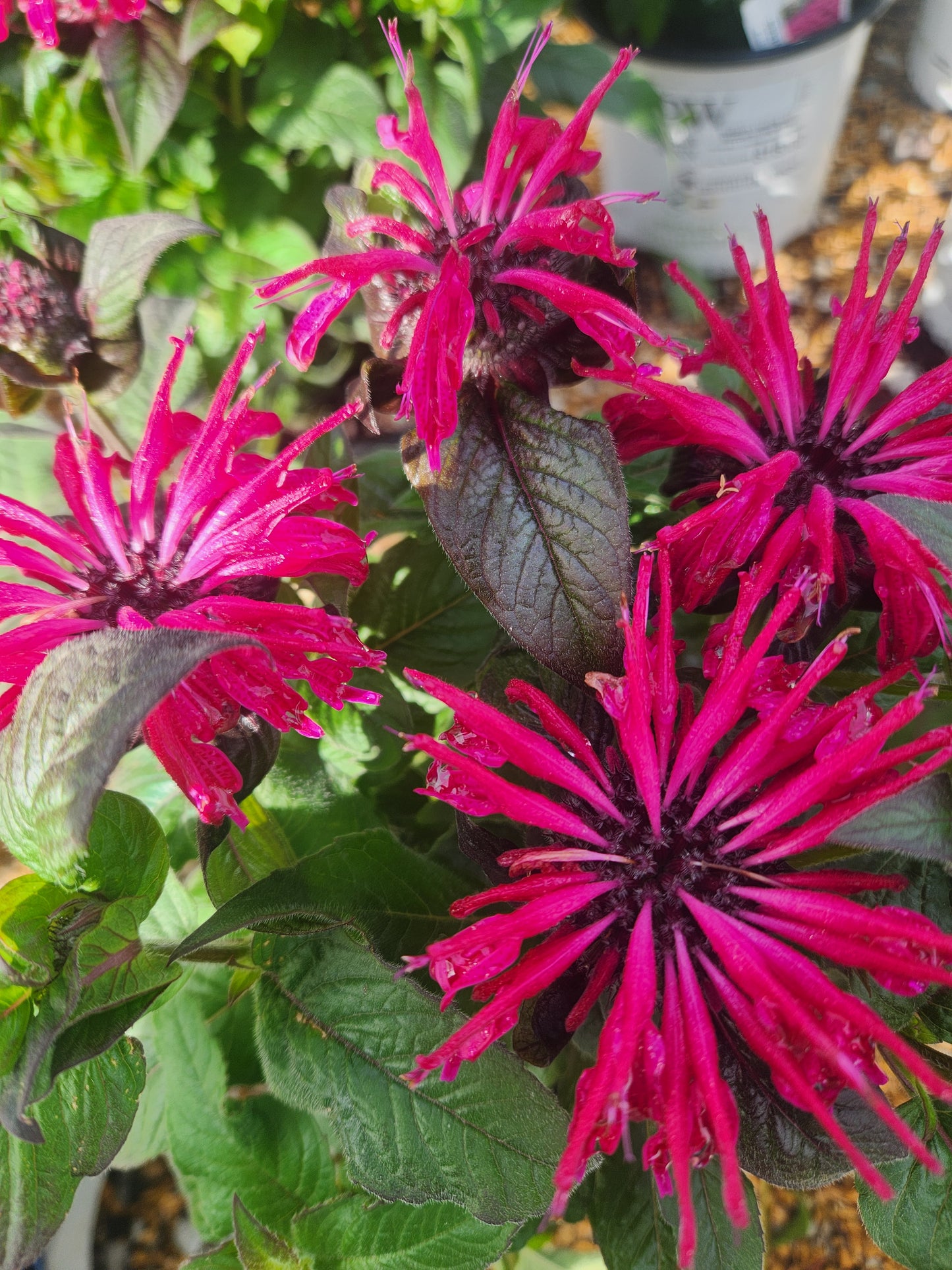 Beebalm 'Leading Lady Razzberry' (Monarda)