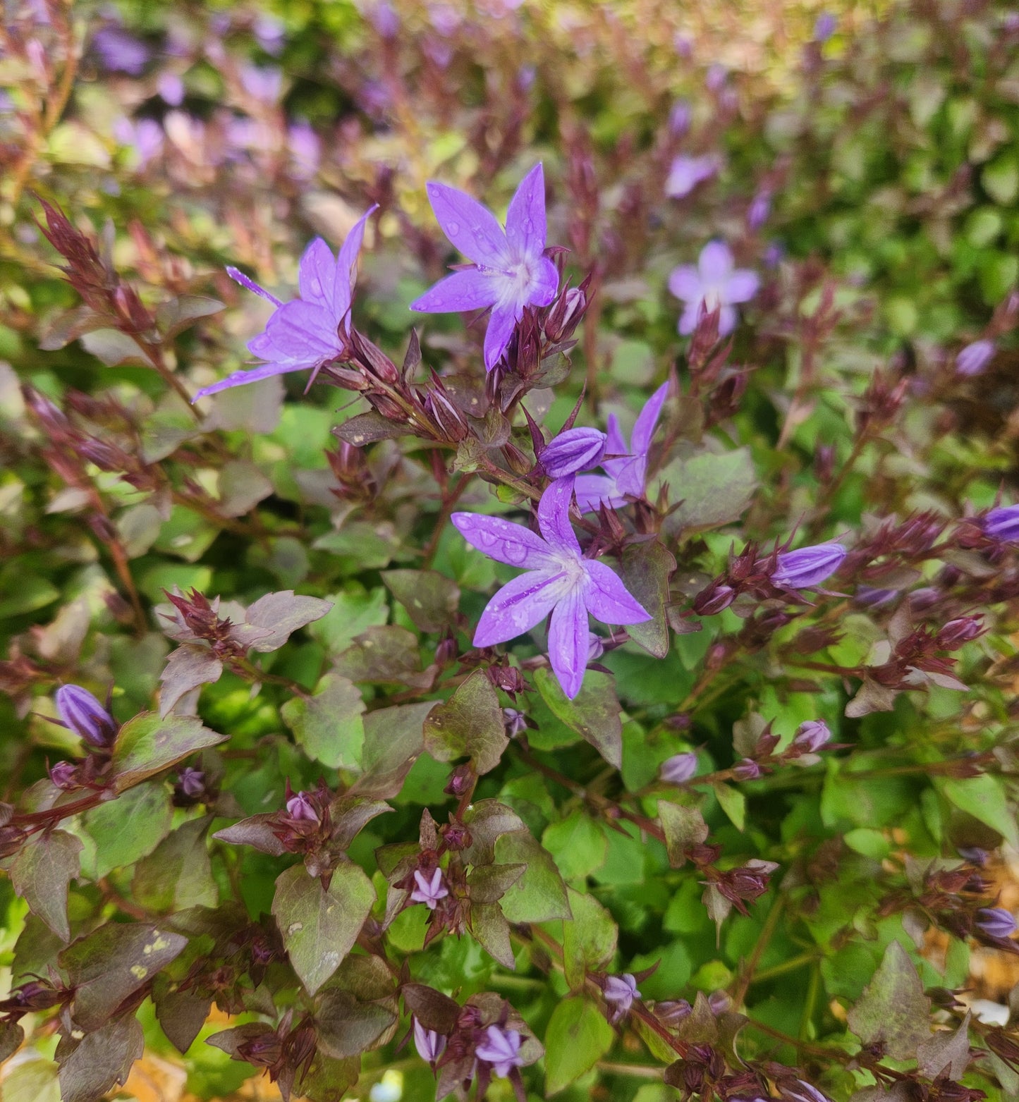Bellflower, Serbian Arctic Falls (Campanula)