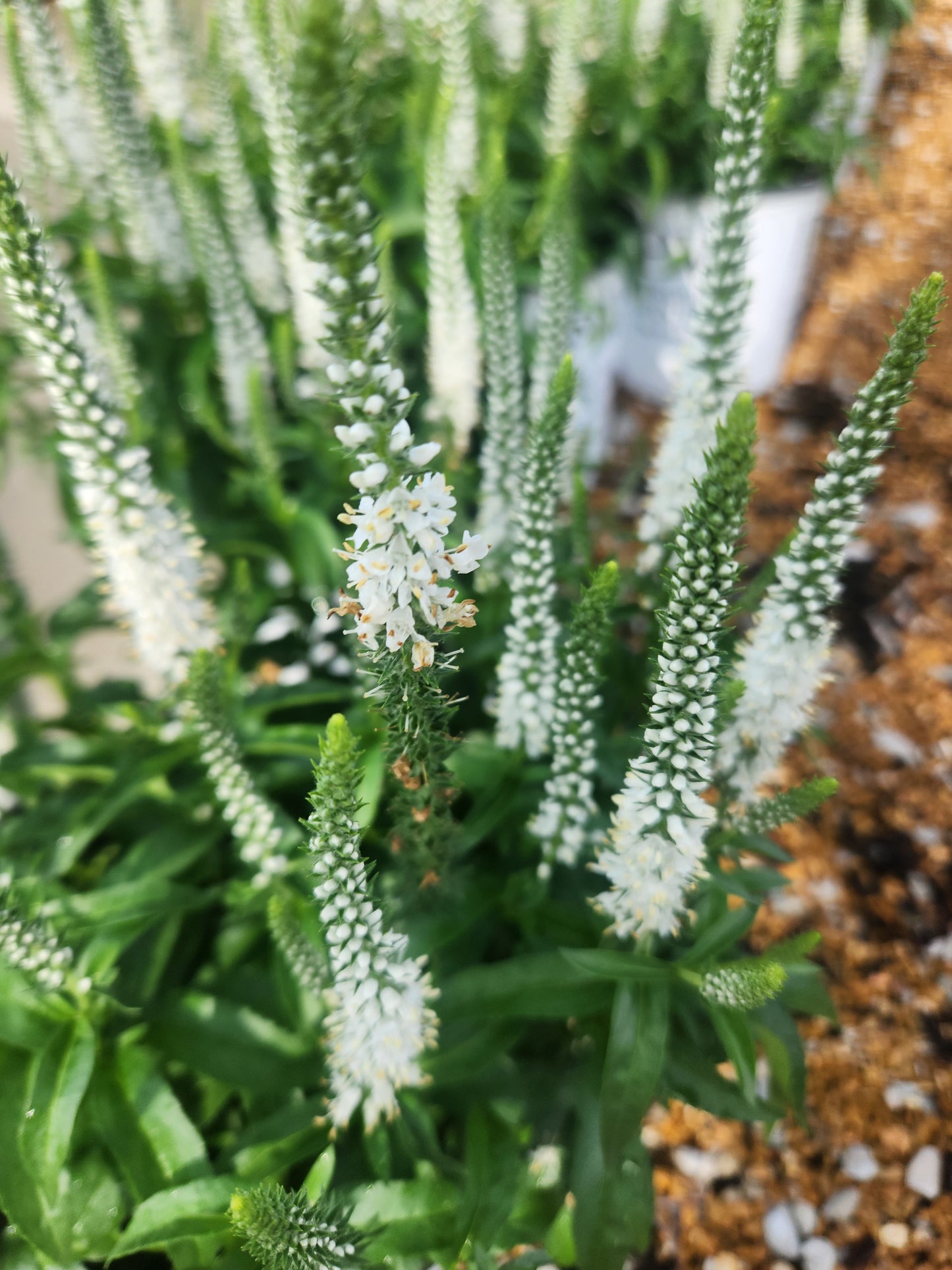 Speedwell, Spiked Magic Show 'White Wands' (Veronica)