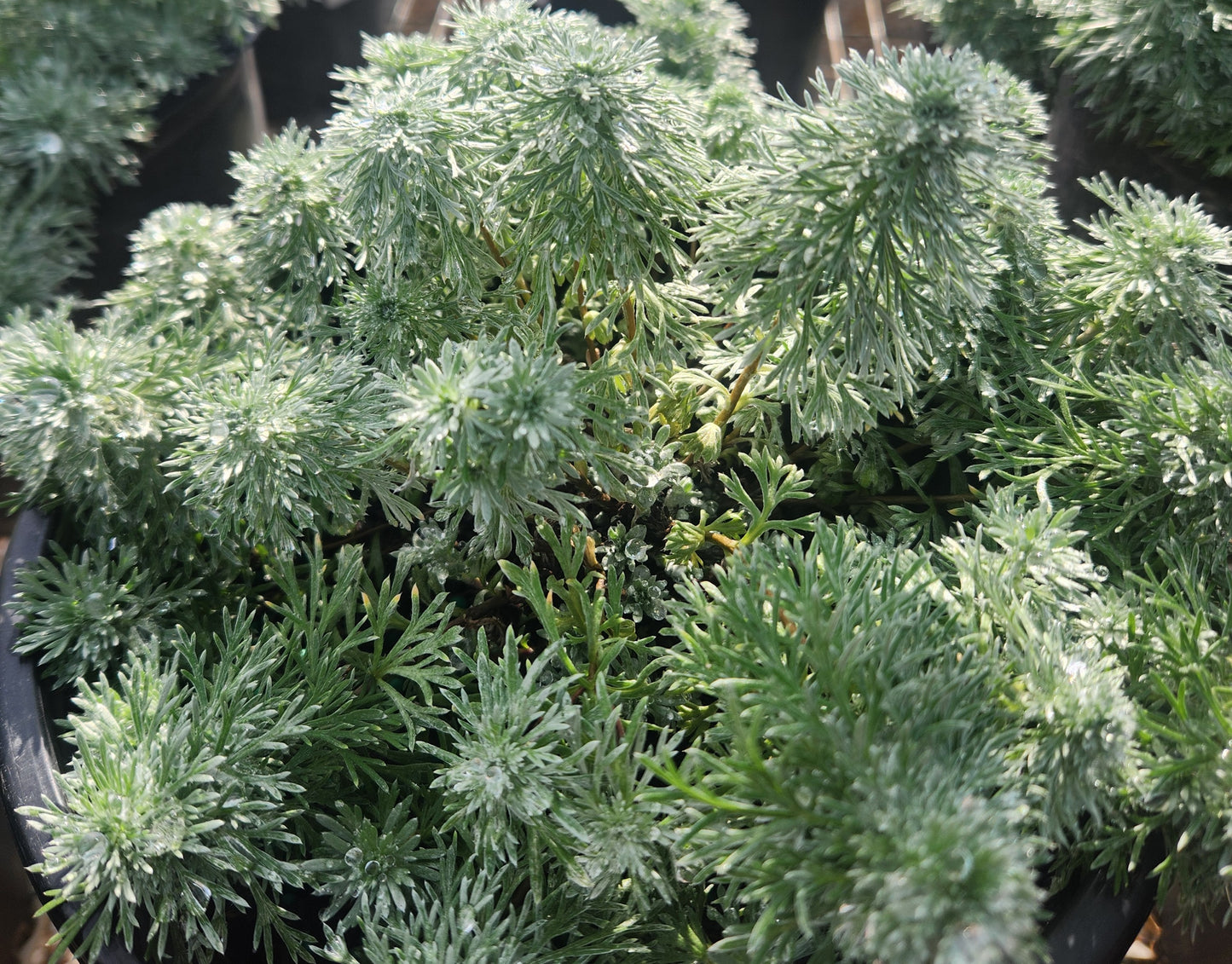 Wormwood 'Silvermound' (Artemisia)