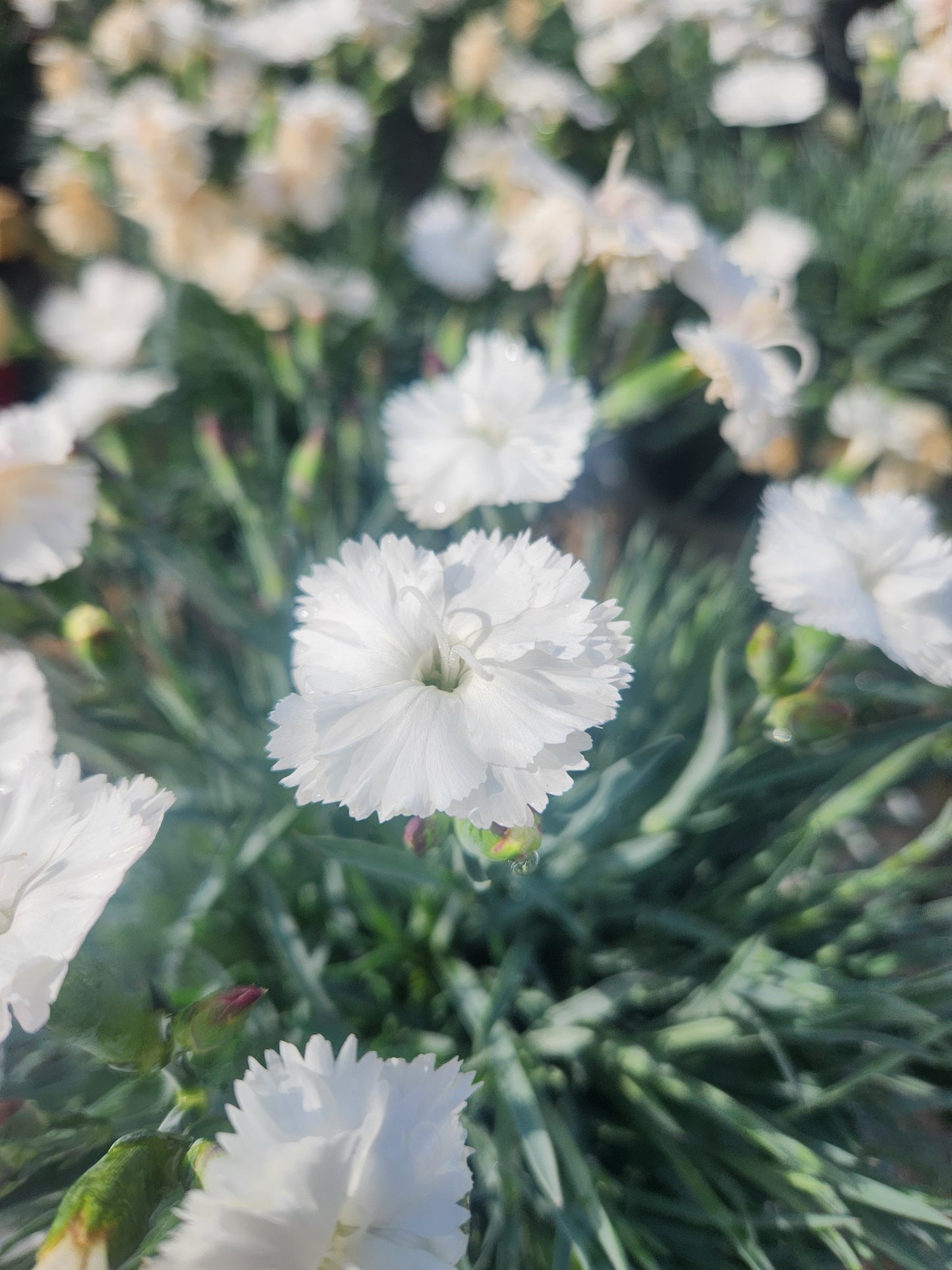 Pinks, Carnation Cottage 'Scent from Heaven Angel of Purity'