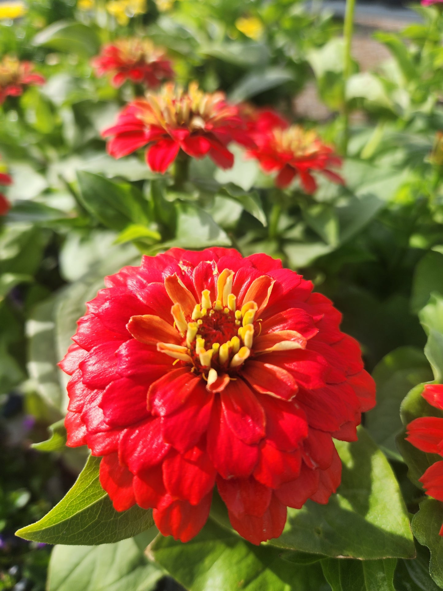 Zinnia, Zesty Series (Zinnia)