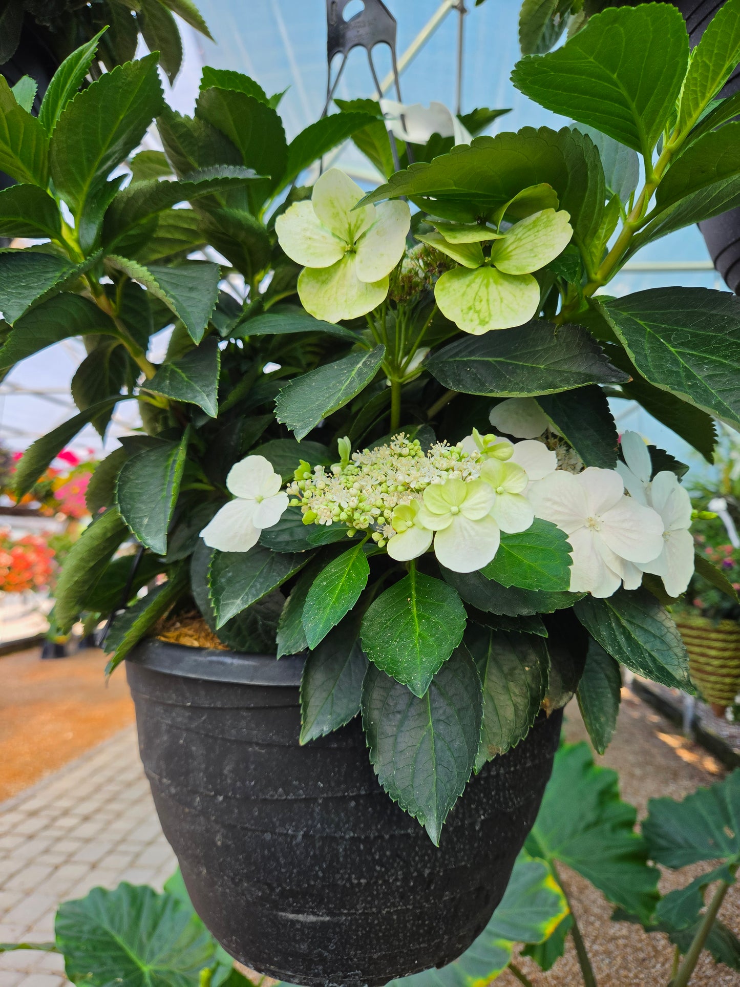 Hydrangea, Hybrid 'Fairytrail Bride Cascade' (Hydrangea)