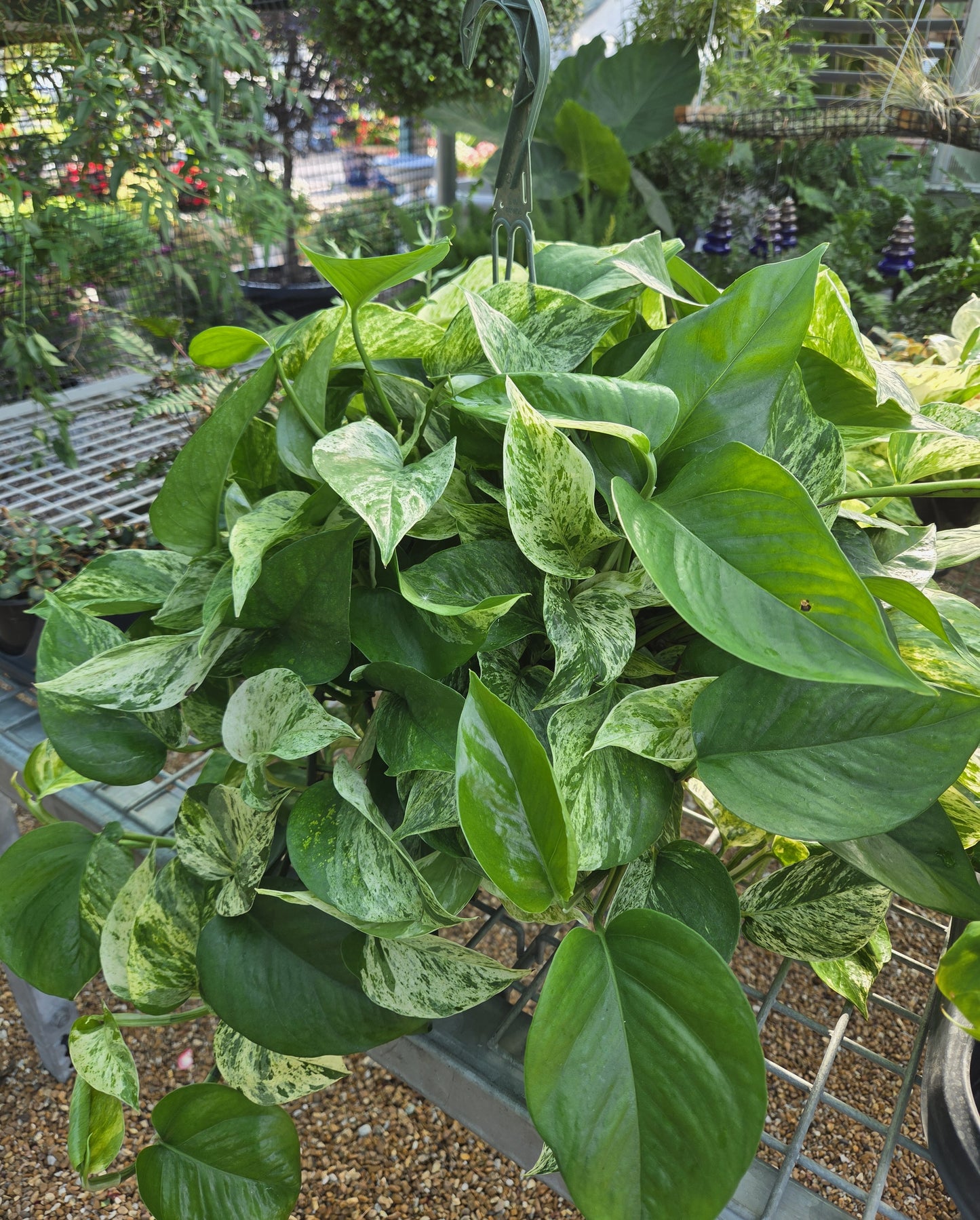 Pothos, Variegated 'Marble Queen' (Epipremnum)