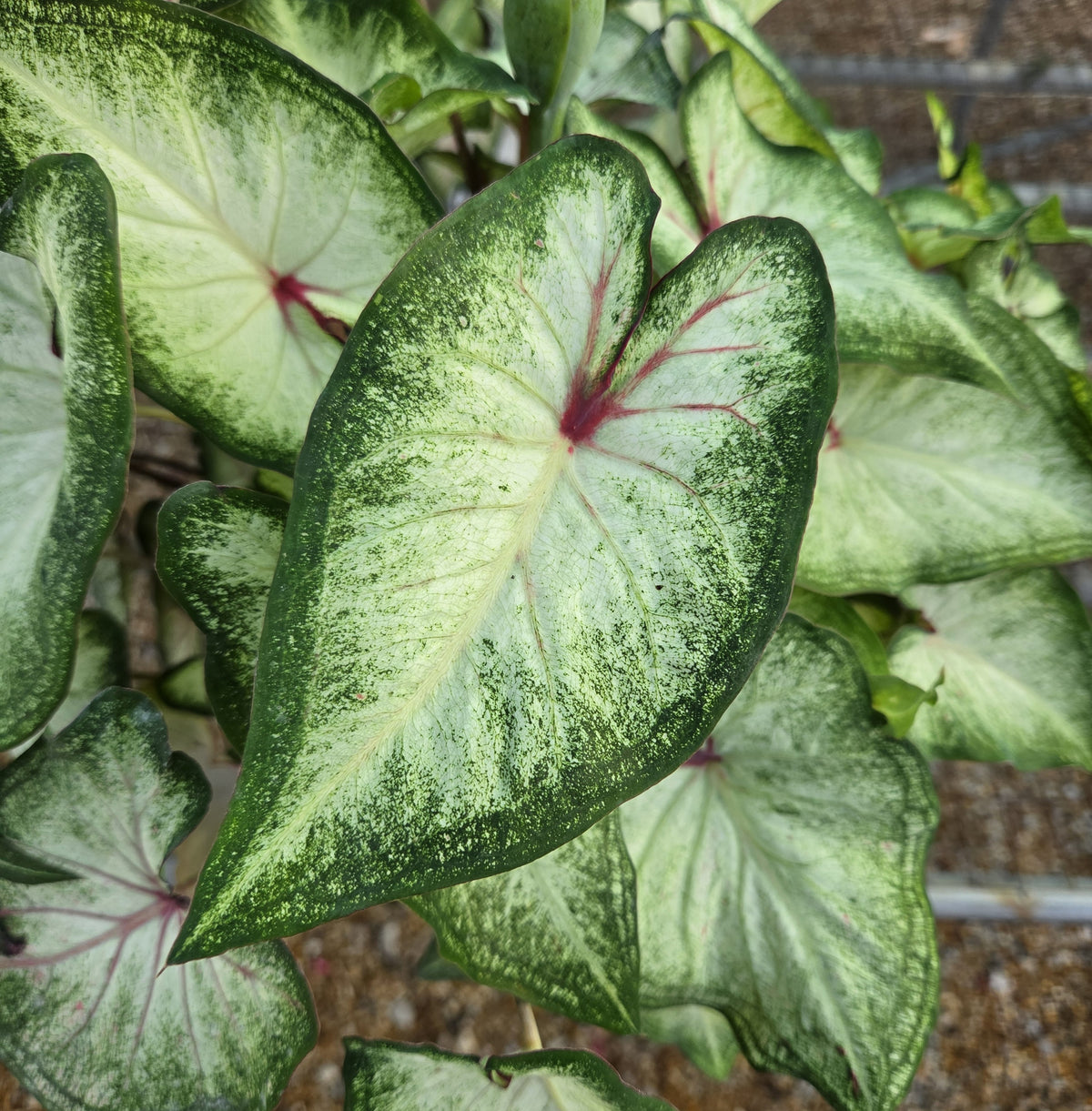 Angel Wings "Heart to Heart Series" (Caladium)