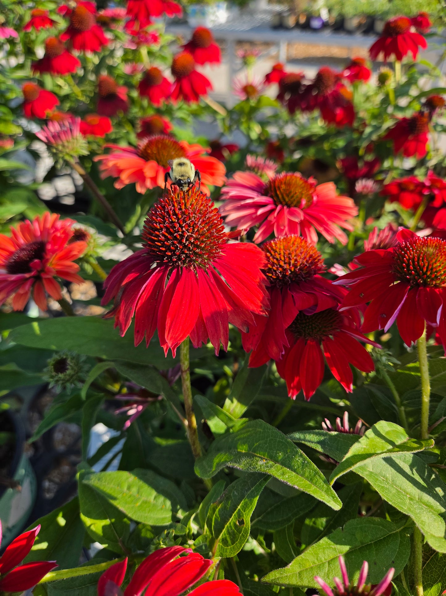 Coneflower, 'Sombrero Salsa Red' (Echinacea)