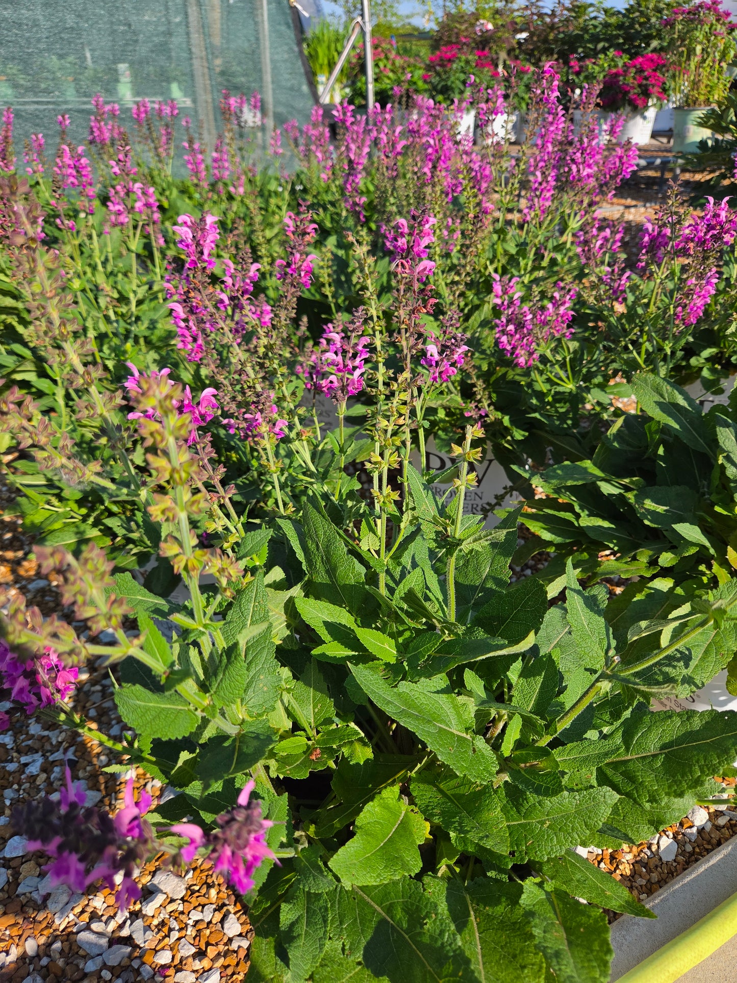 Sage, Woodland/ Meadow 'Back to the Fuchsia' Color Spires Series (Salvia)