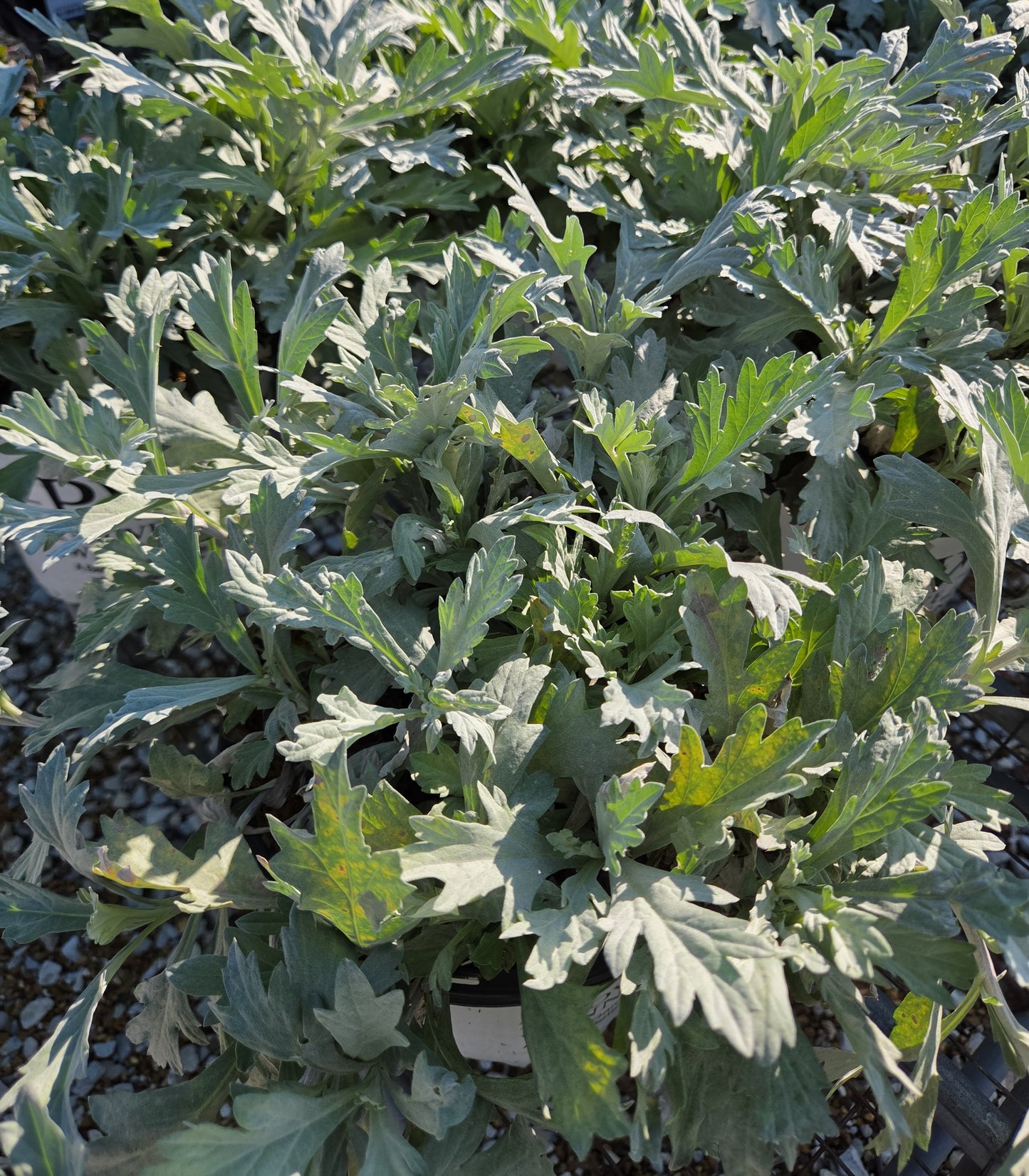 Wormwood 'Silver Lining' (Artemisia)