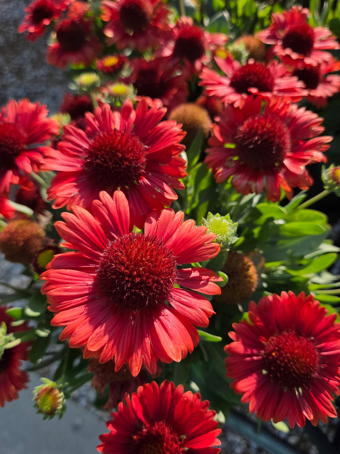 Blanket Flower, Great 'SpinTop Red' (Gaillardia)