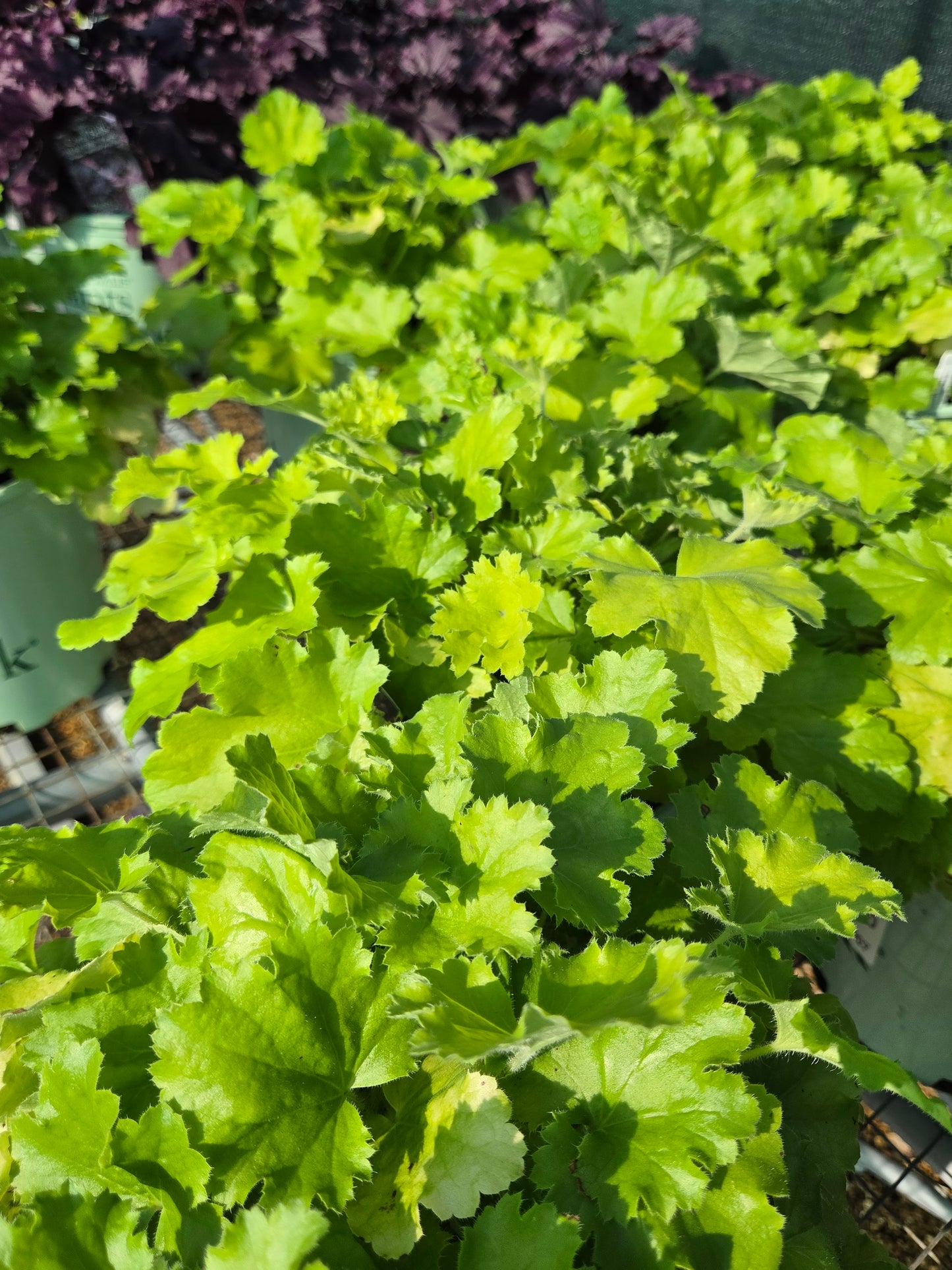 Coral Bells 'Lemon Love' (Heuchera)