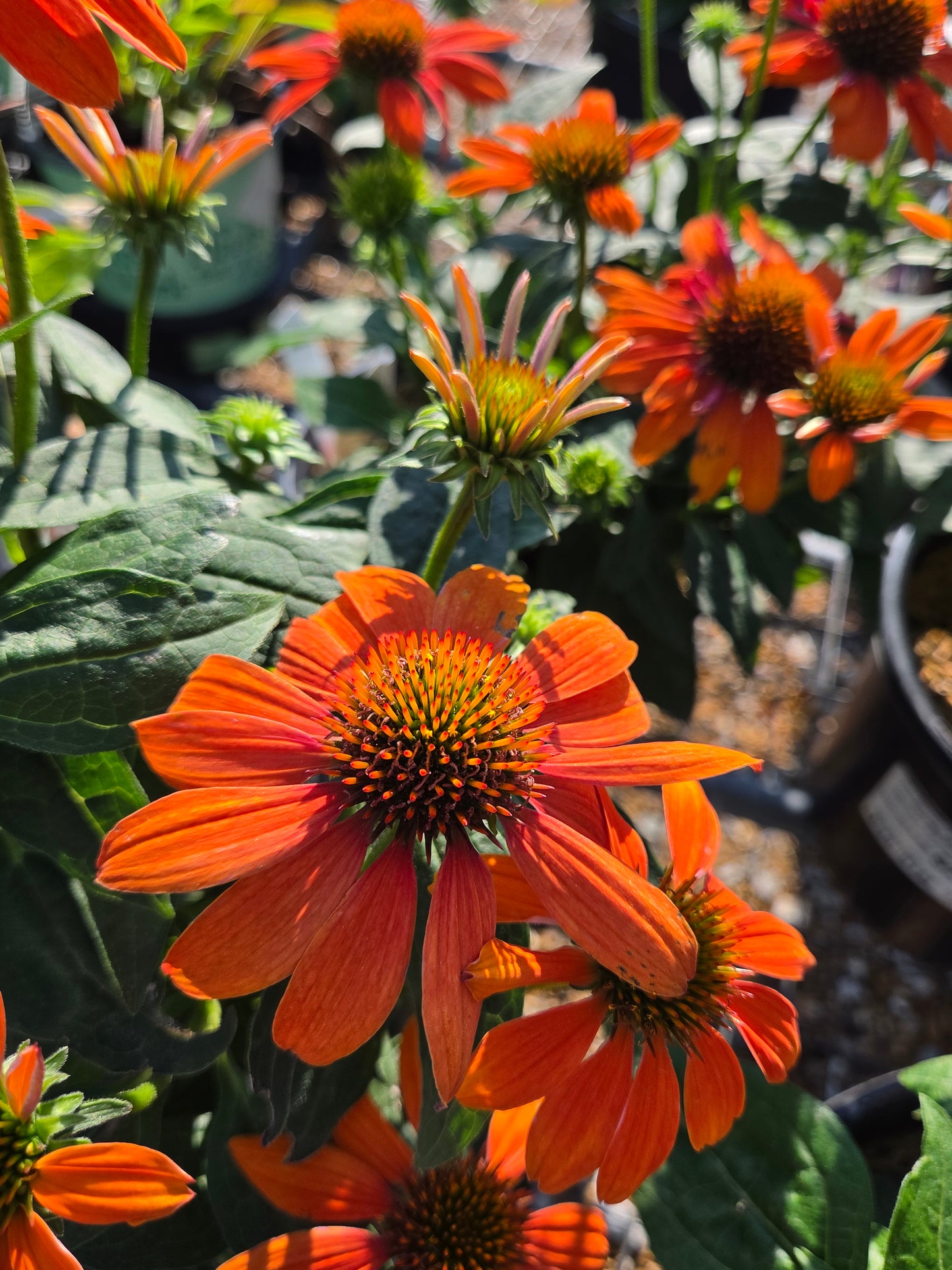 Coneflower, 'Sombrero Adobe Orange' (Echinacea)