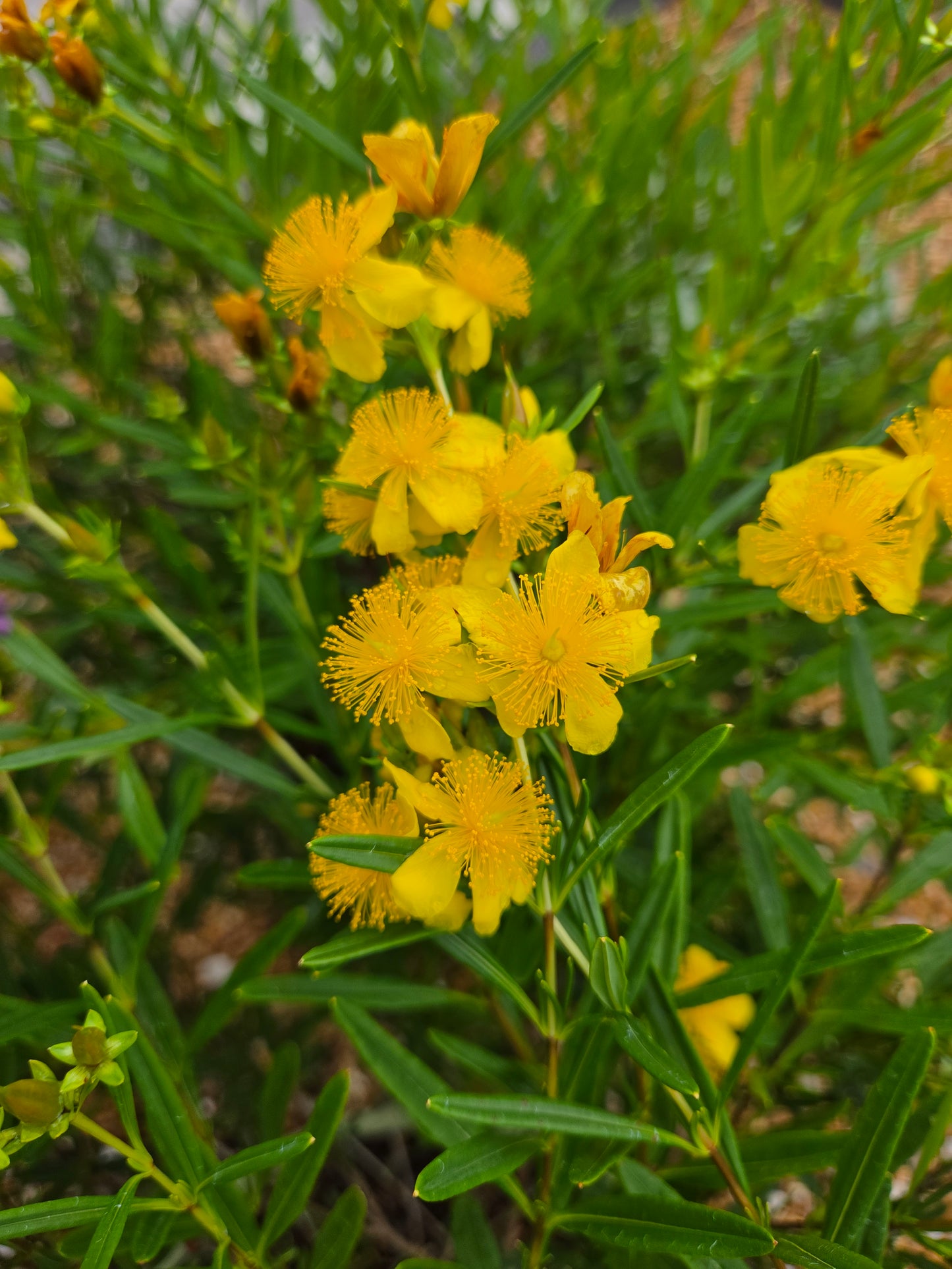 St. John's Wort, Bush 'Gemo' (Hypericum)