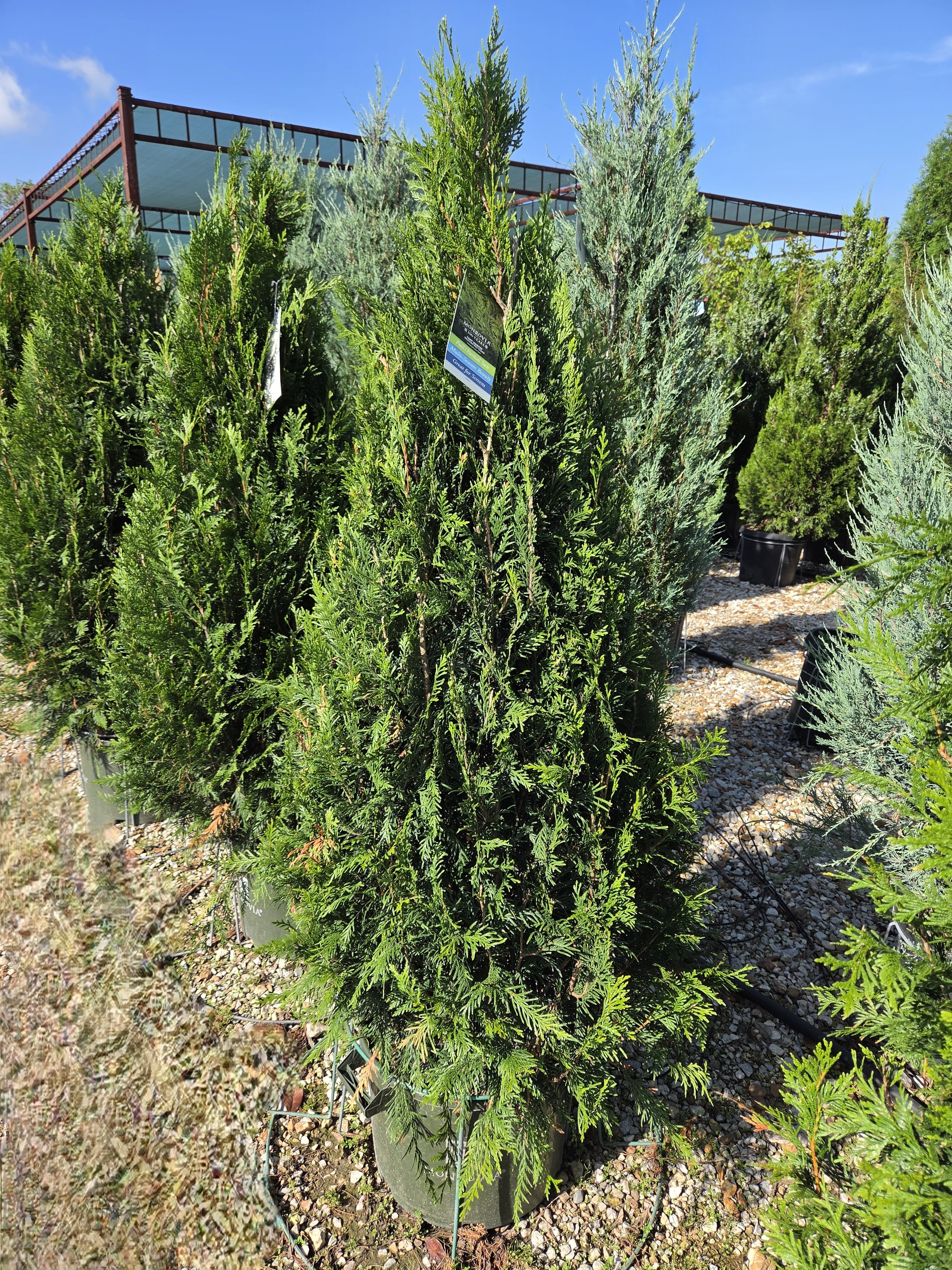 Arborvitae, Western Red Cedar Dwarf Upright 'Leprechaun' (Thuja