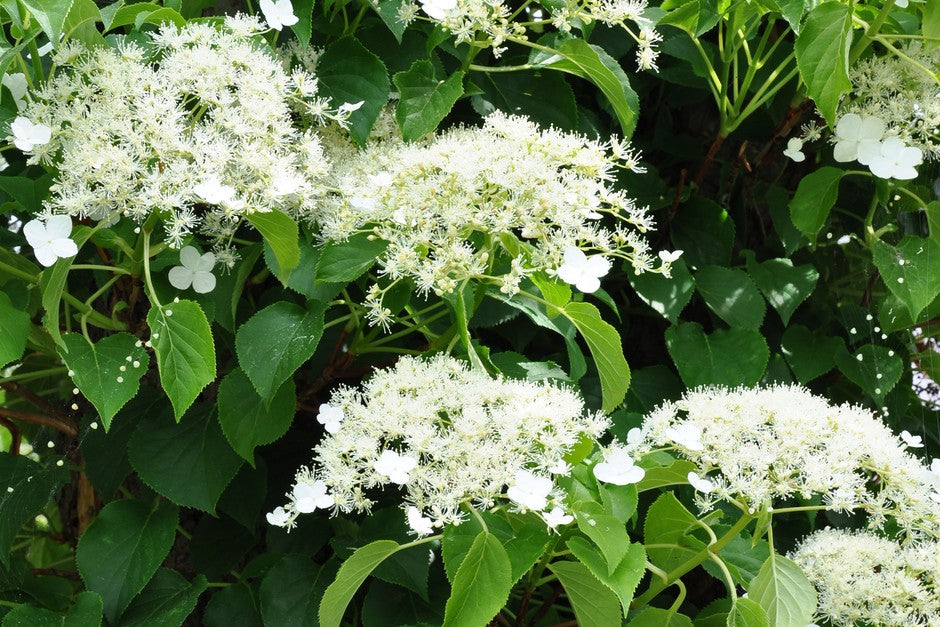Hydrangea, Lacecap Climbing (Hydrangea) Trellis