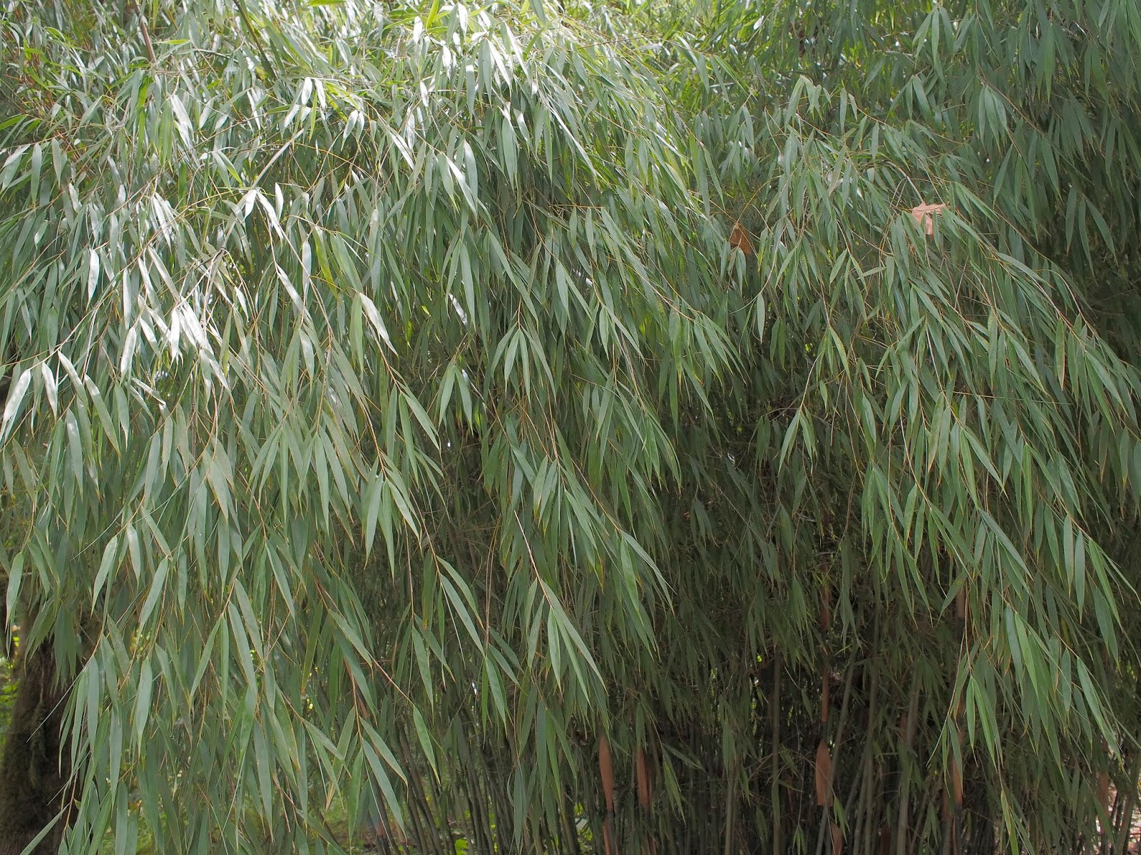 Bamboo, Clump 'Scabrida' (Fargesia) – Passiglia Landscape, Nursery & Garden  Center